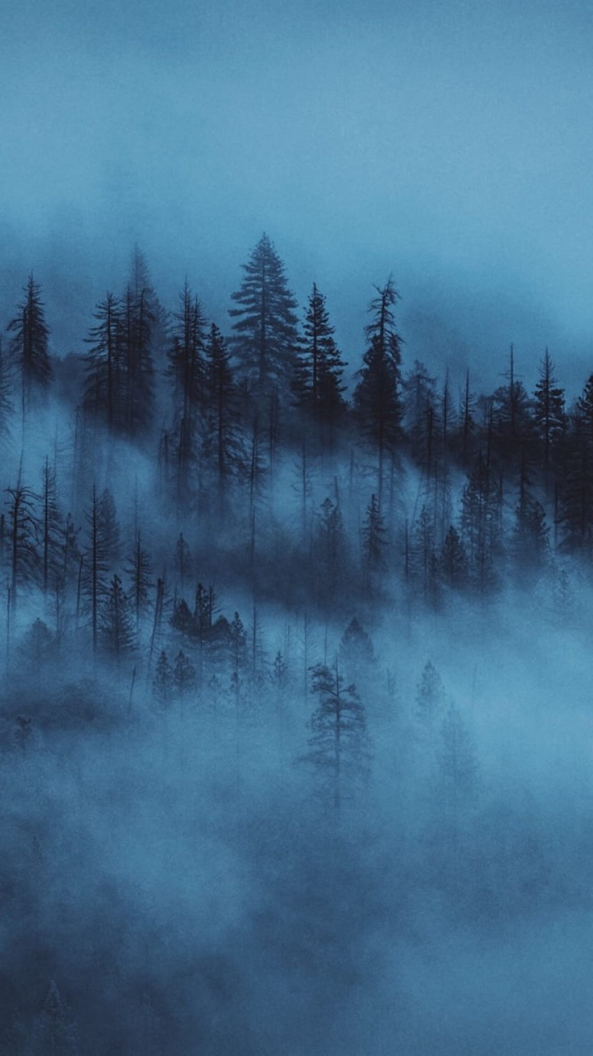 A blue forest with fog - Foggy forest, woods