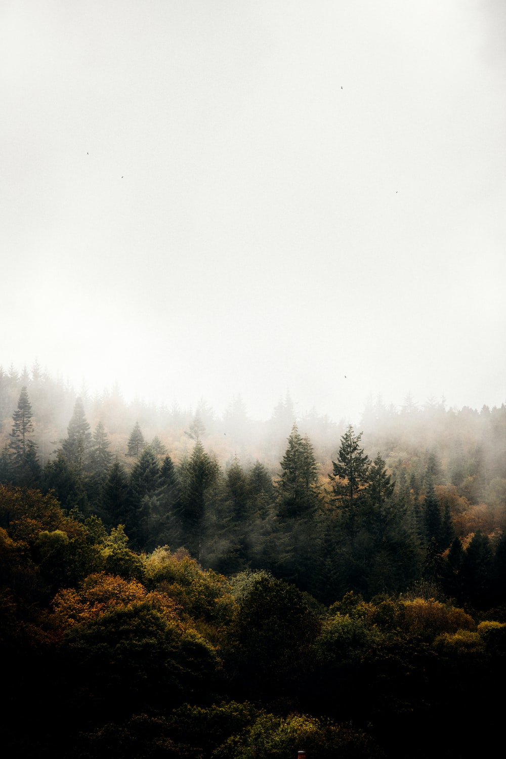 a foggy forest filled with lots of trees photo