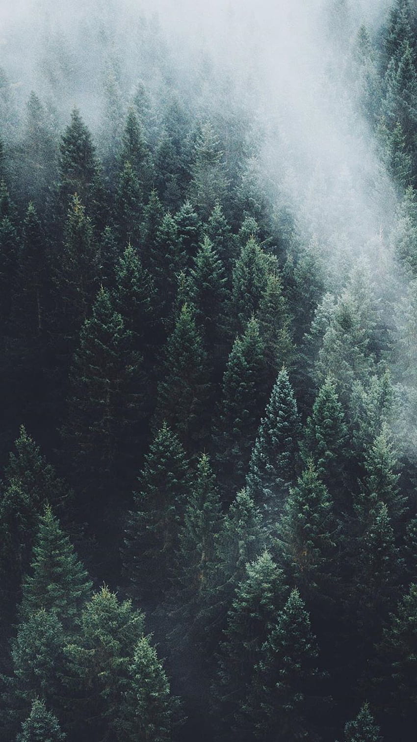 A forest of trees covered in fog. - Foggy forest, forest, jungle