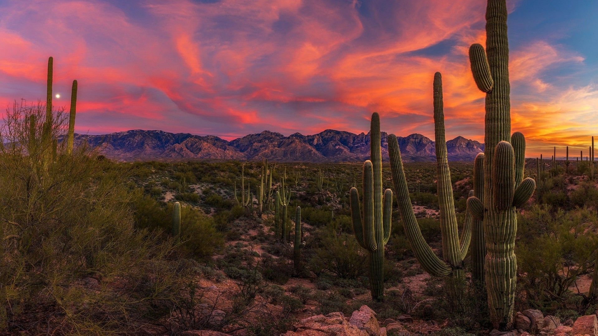 A beautiful sunset in the desert with cacti in the foreground. - Desert