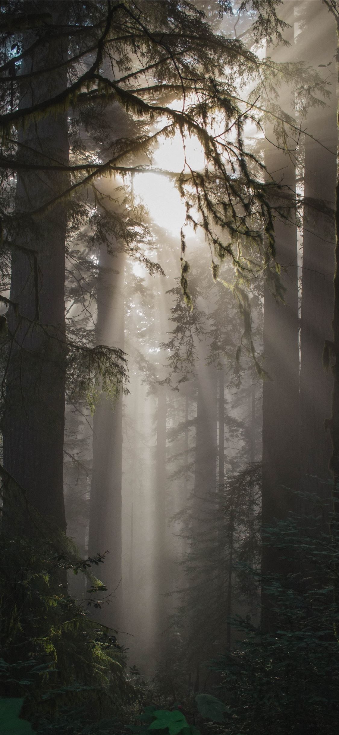 A sun shining through the trees in an area - Foggy forest