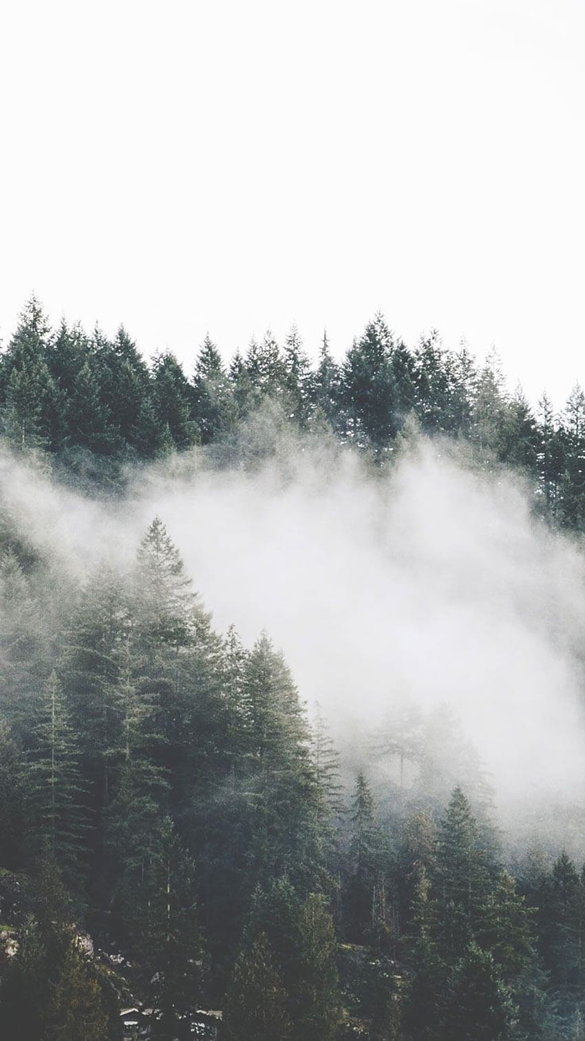 A foggy forest with pine trees on a hillside. - Foggy forest, nature, forest, fog