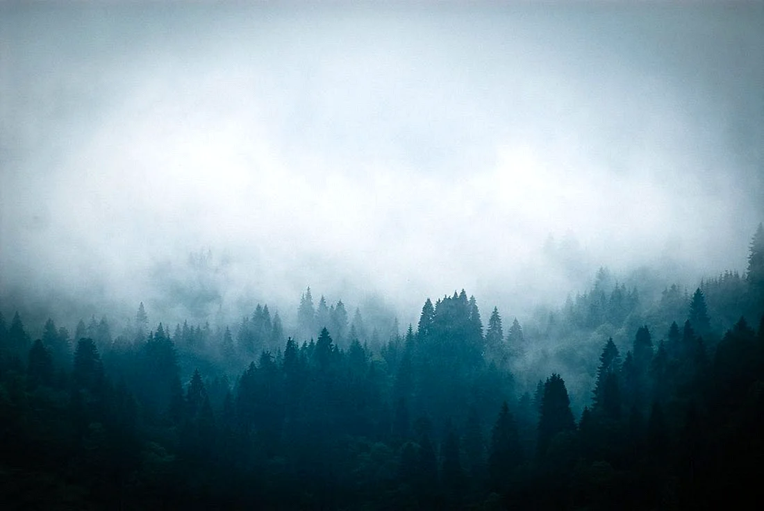 High Resolution Foggy Forest Wallpaper