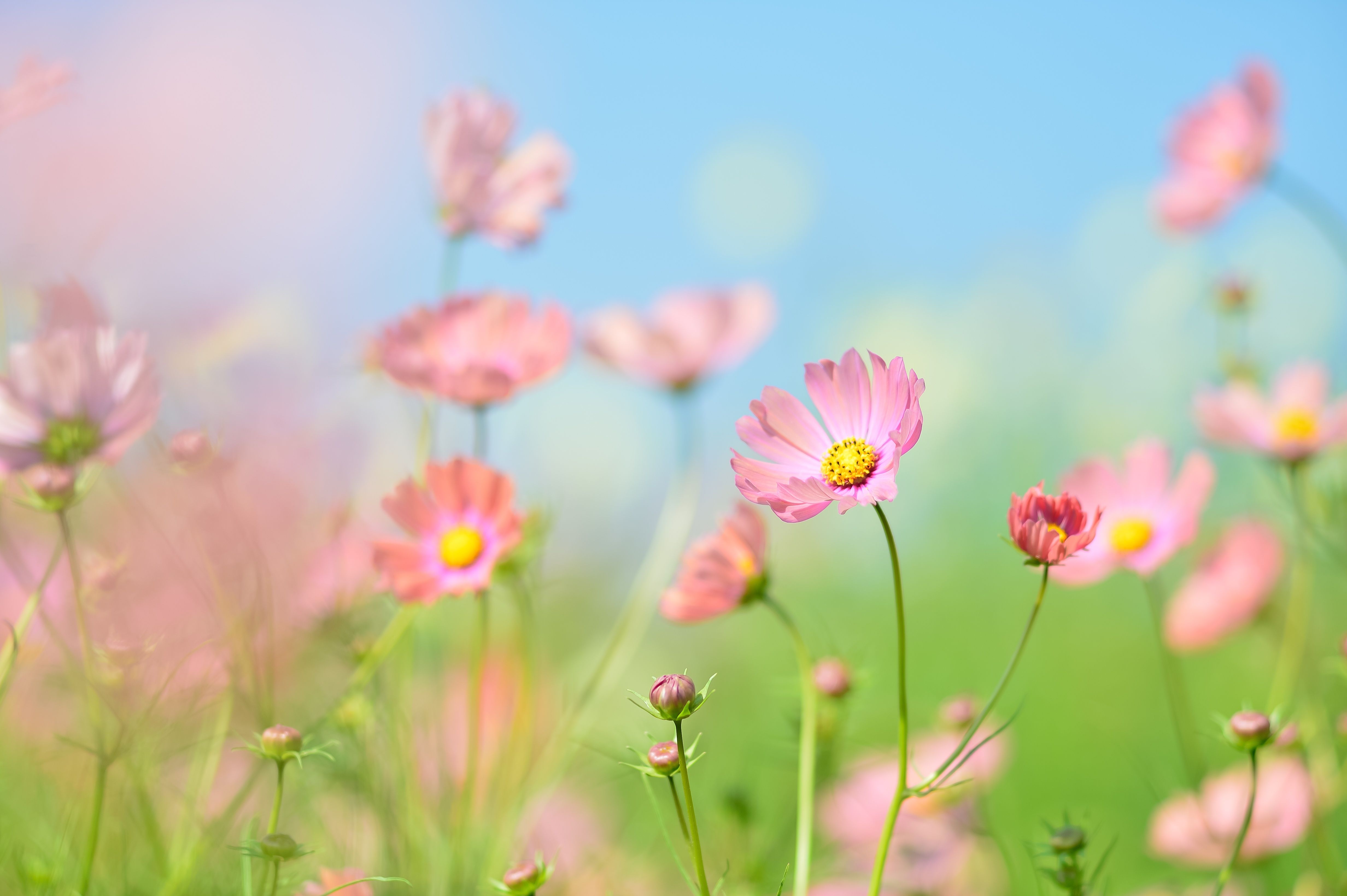 A field of pink and yellow flowers with a blue sky in the background. - Garden