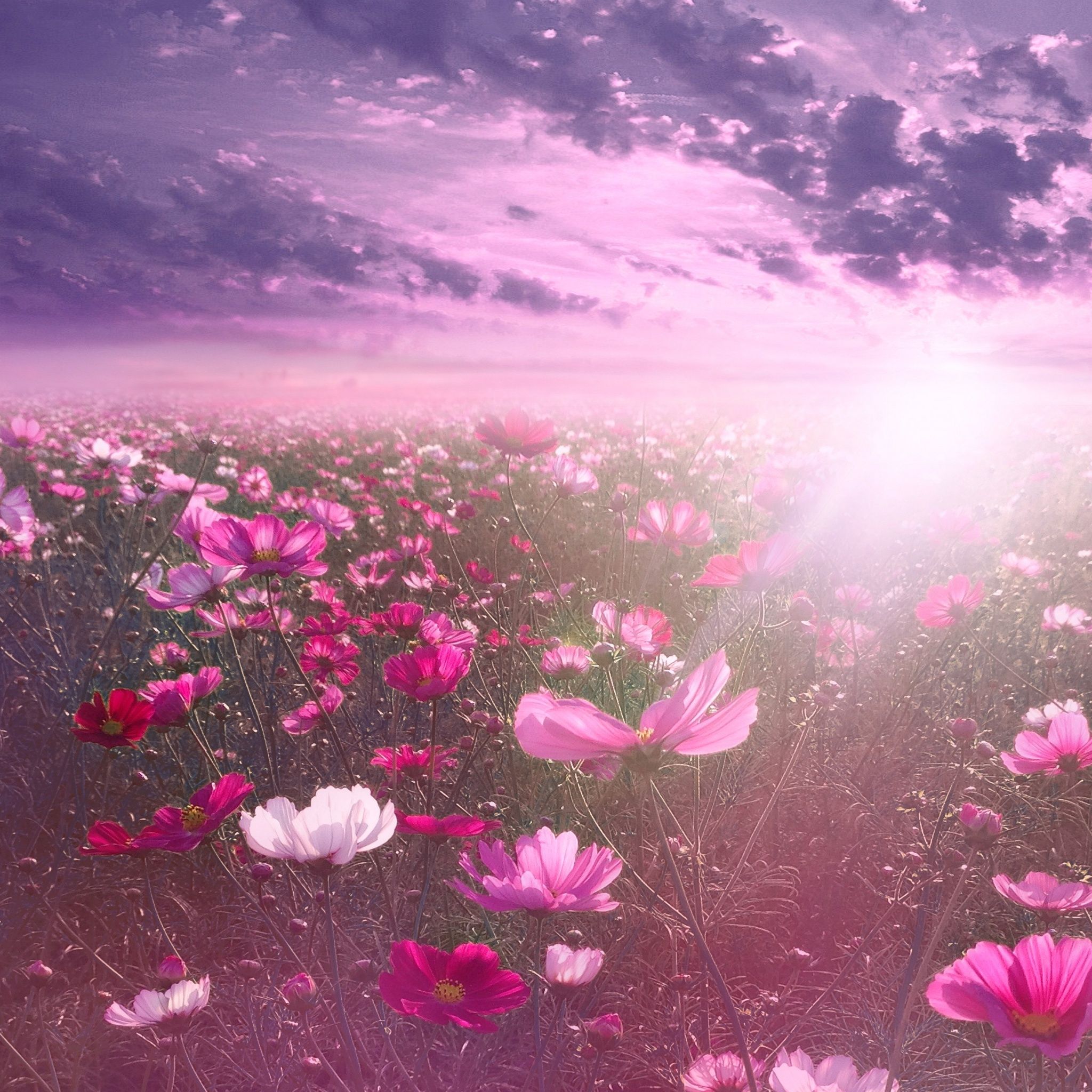 A field of pink flowers with the sun shining through - Garden, flower, nature