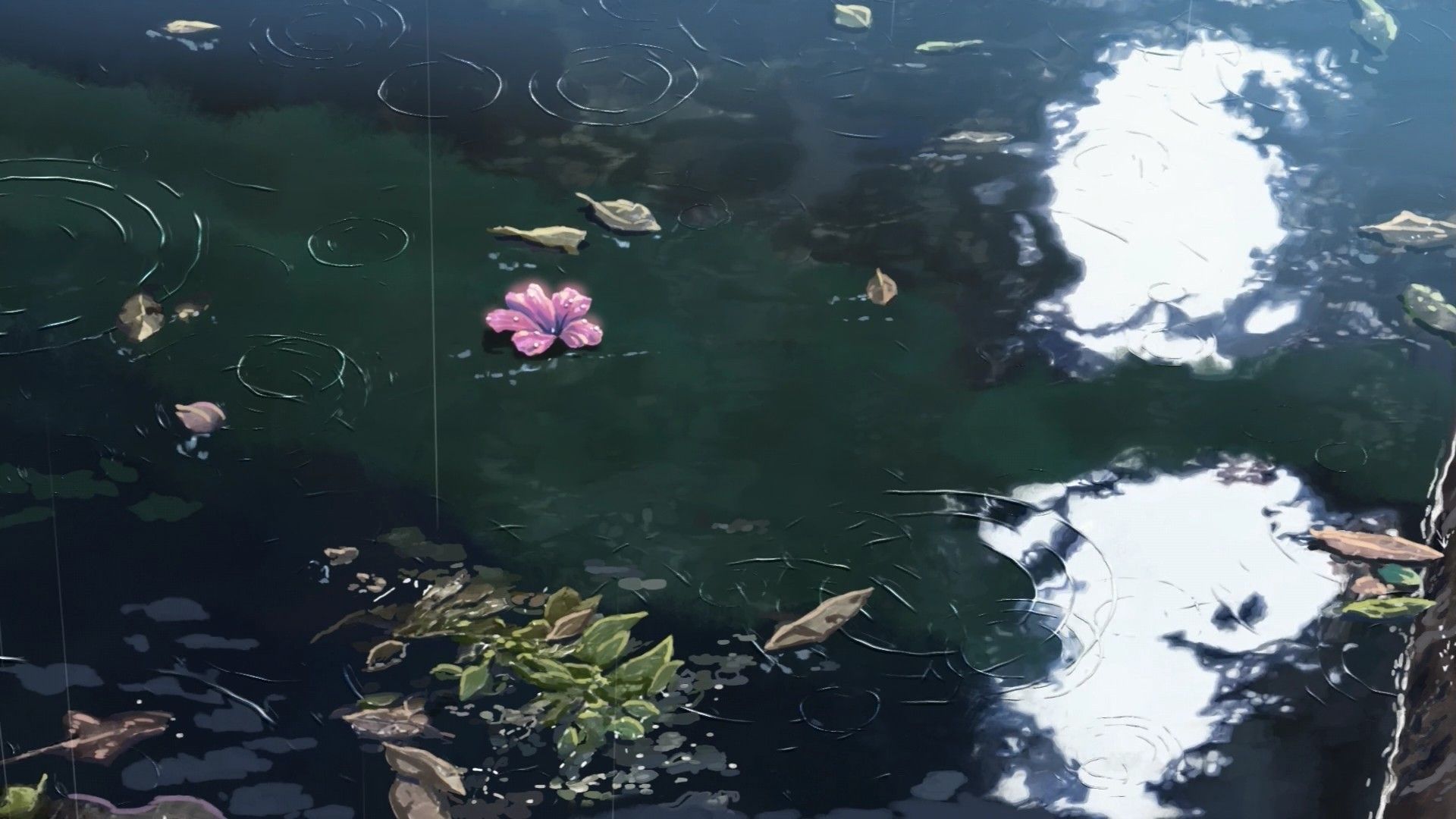 A pond with leaves and flowers floating on top - Garden