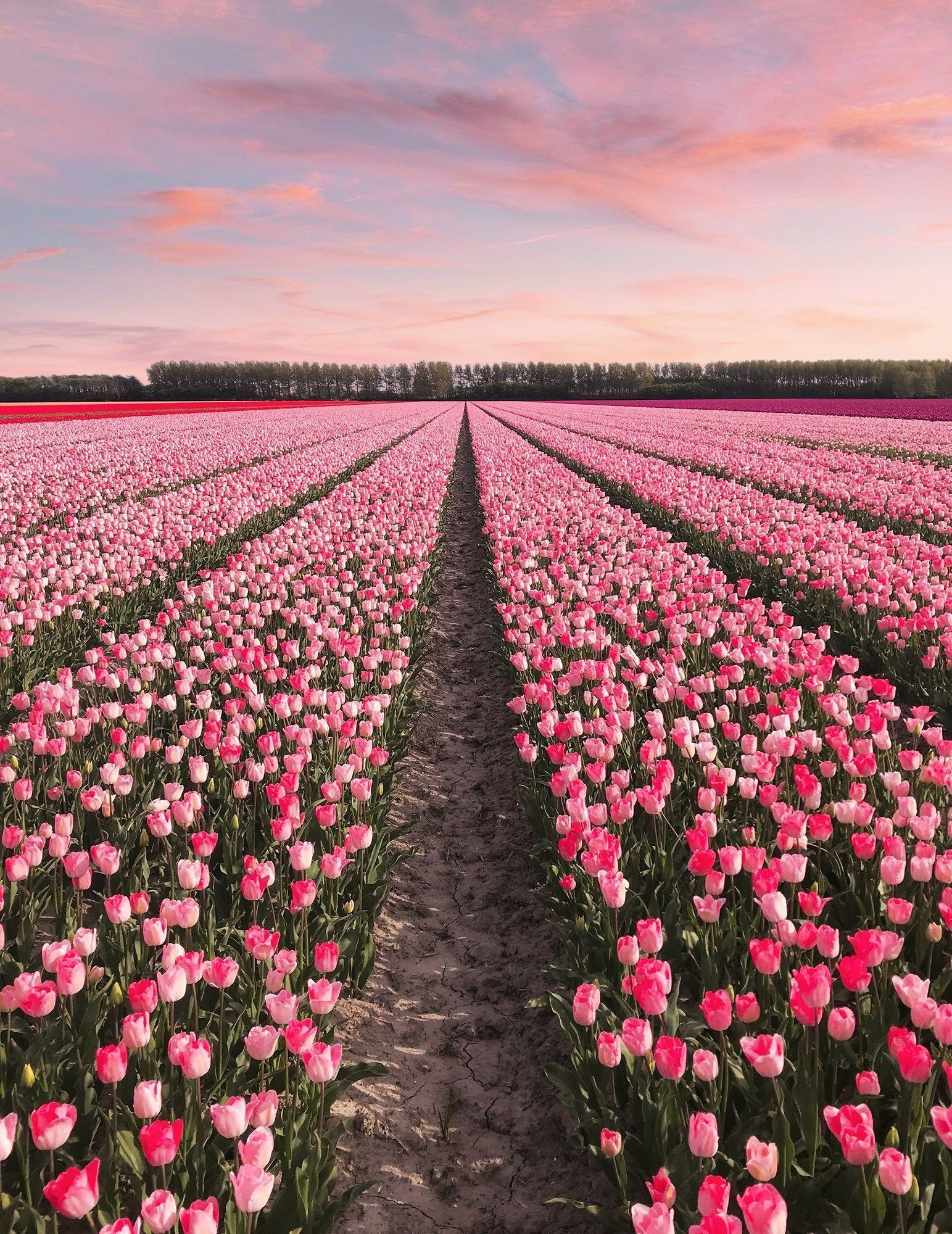 A field of pink tulips with a pink sky in the background - Garden, tulip