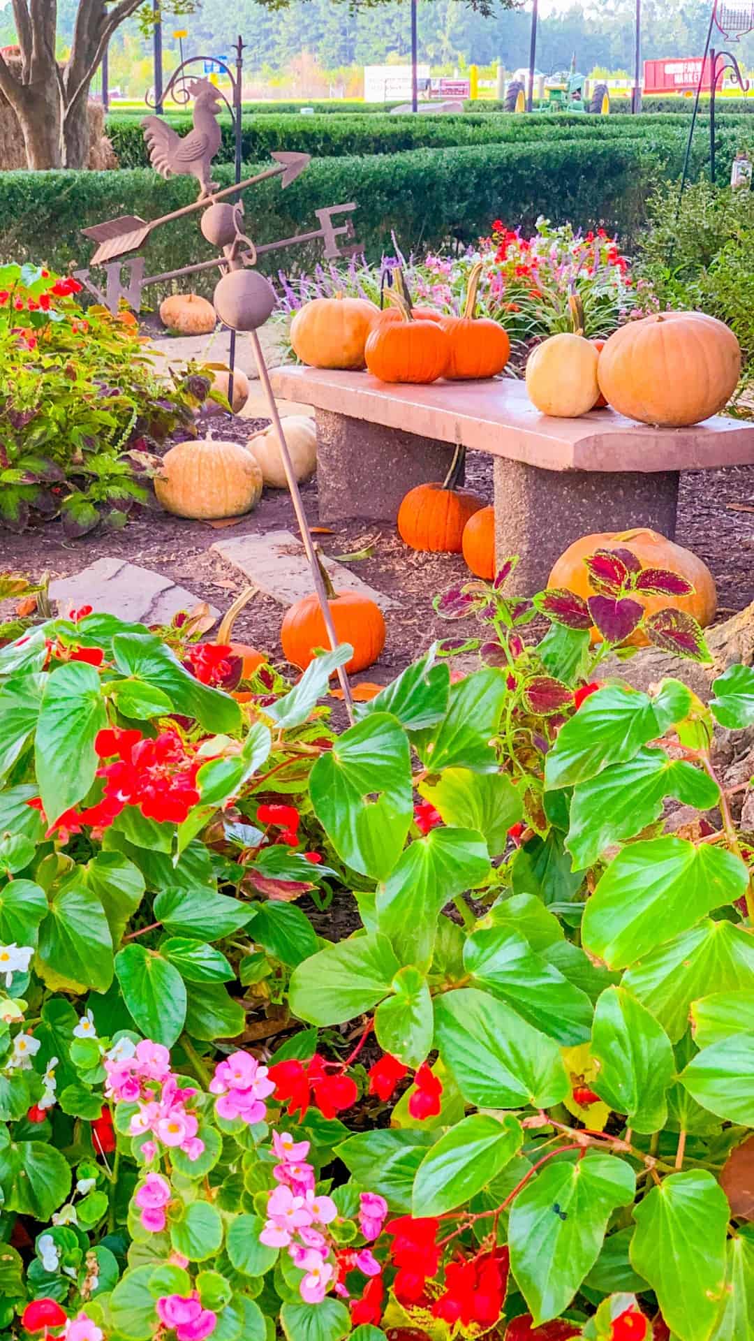 A garden with pumpkins and flowers in it - Garden, pumpkin