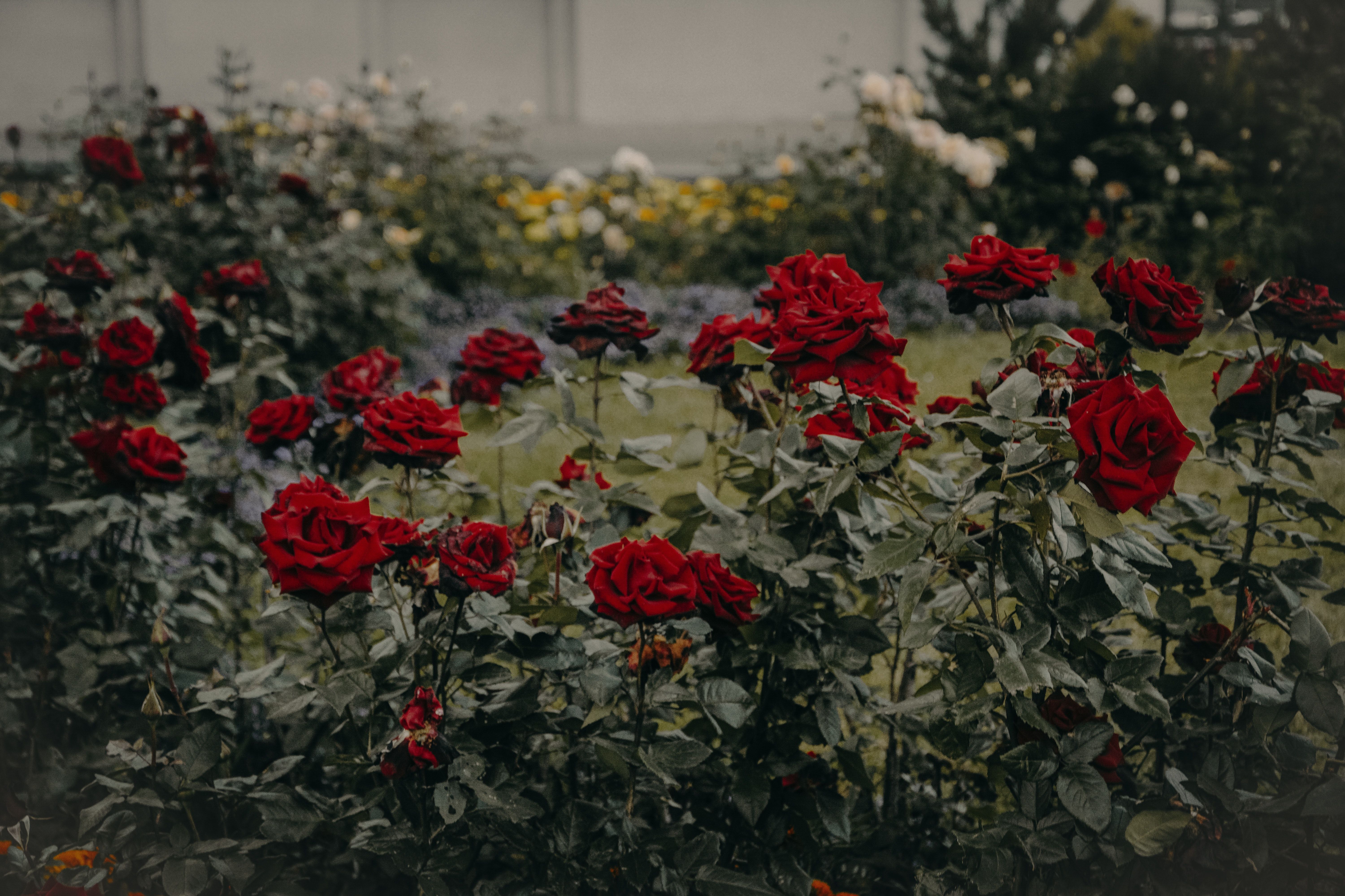 A garden with red roses and green leaves. - Garden