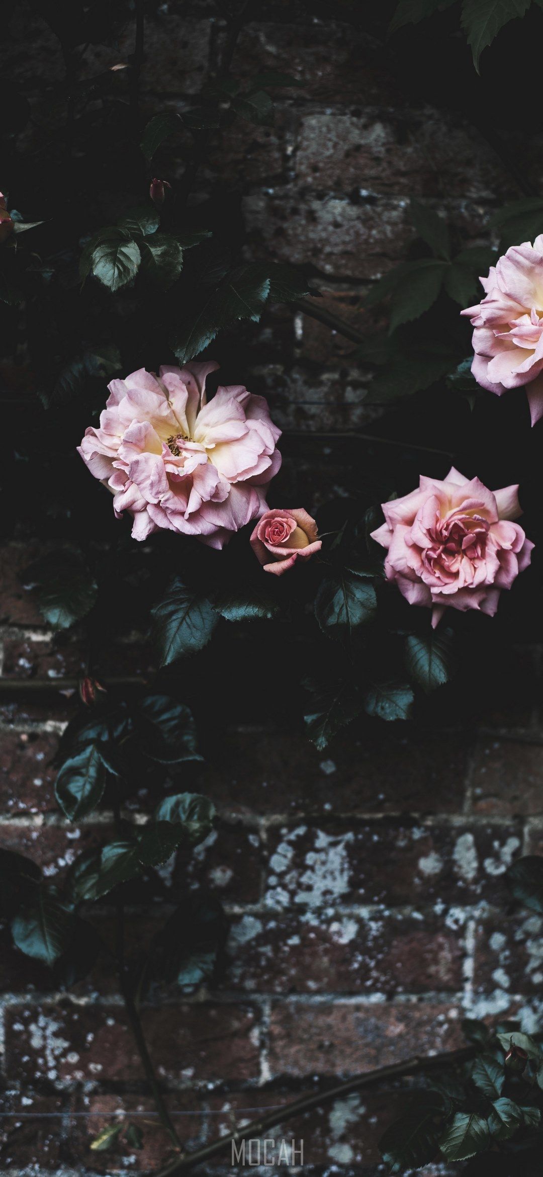 IPhone wallpaper of pink roses climbing up a brick wall. - Garden