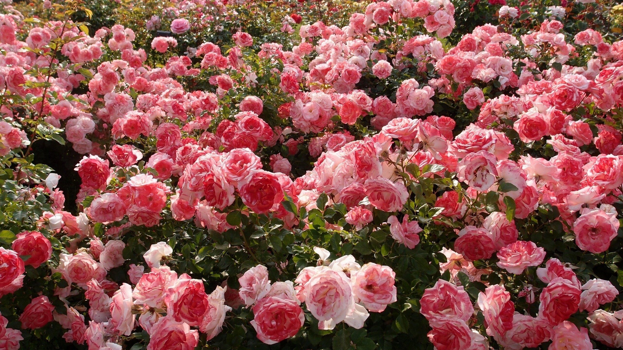 A field of pink roses in bloom - Garden