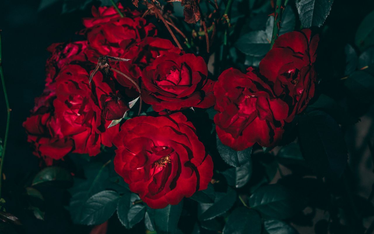 Download wallpaper 1280x800 roses, red, bush, garden, bloom, leaves widescreen 16:10 HD background