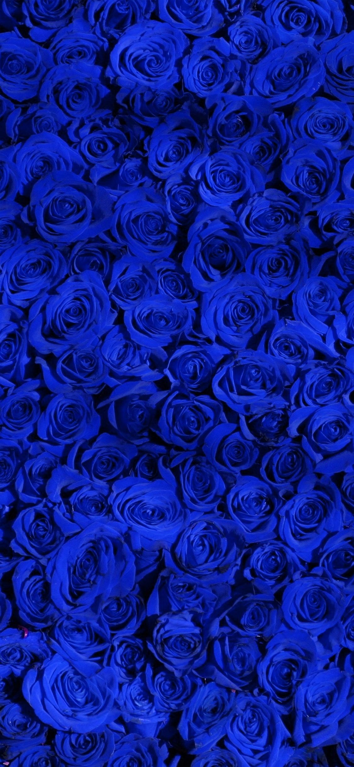 Blue roses wallpaper for your phone or desktop background. - Garden