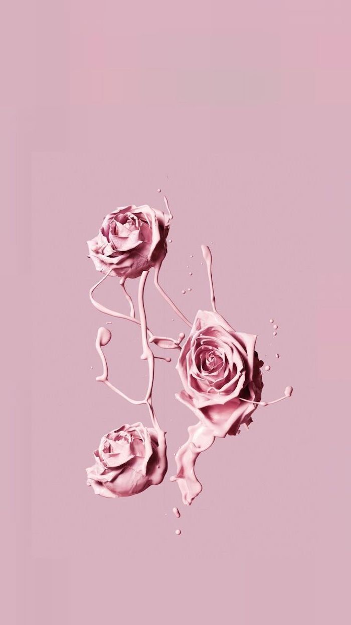 A pink background with three roses on it - Garden