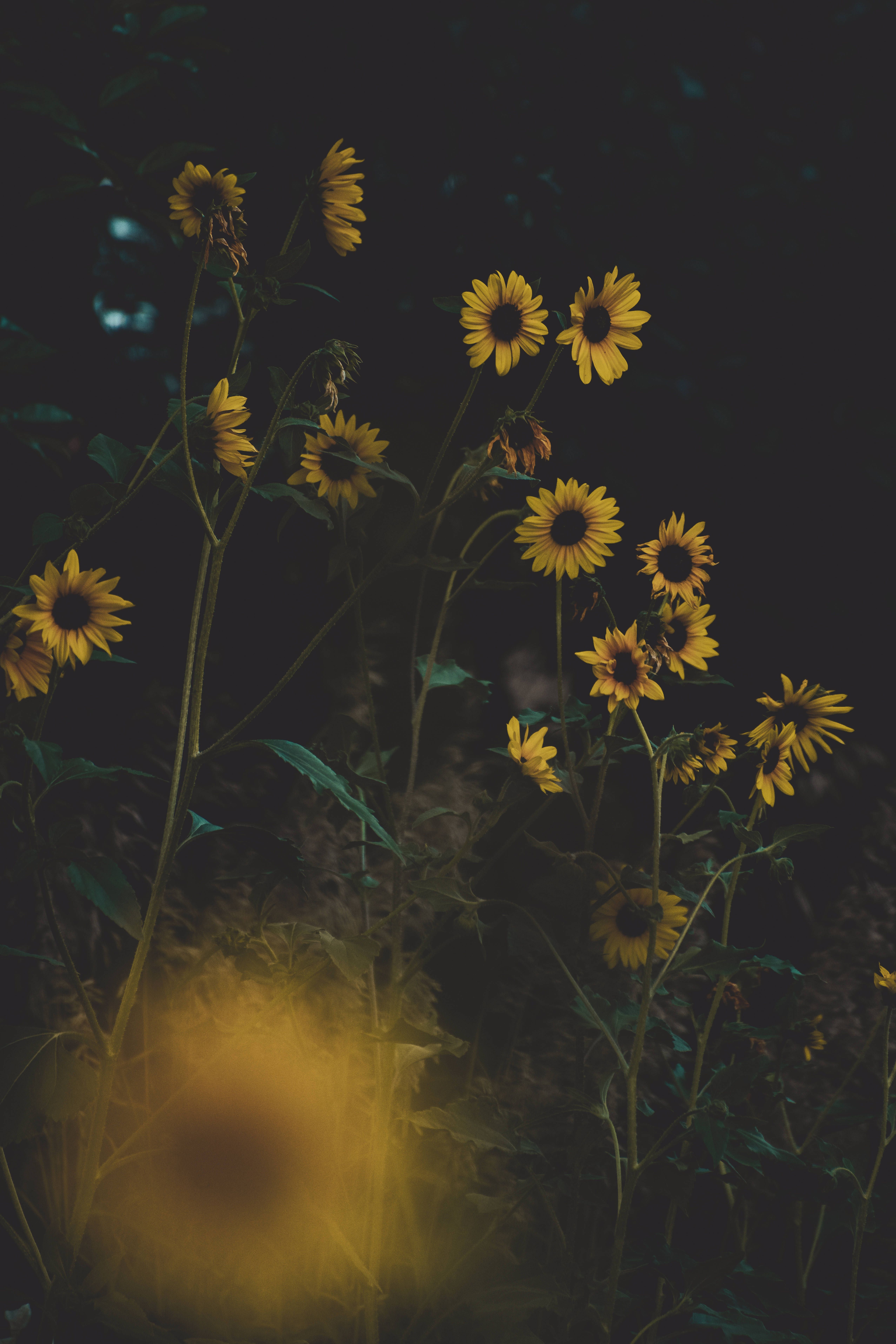 A group of yellow flowers in a dark background - Garden