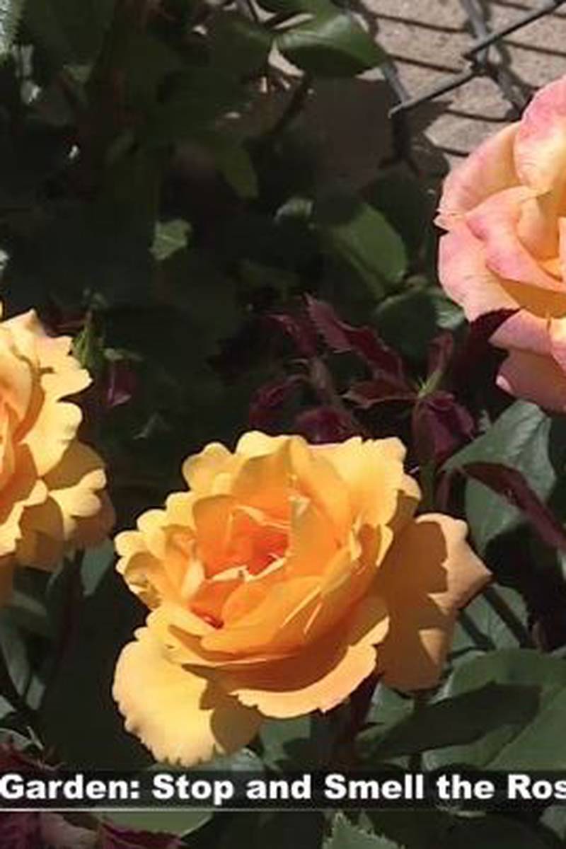 Dan's Garden: Growing roses all summer