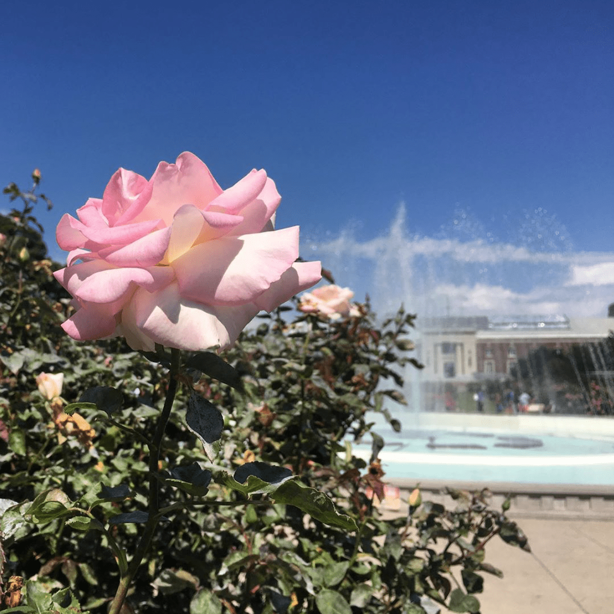 A rose in front of a fountain. - Garden