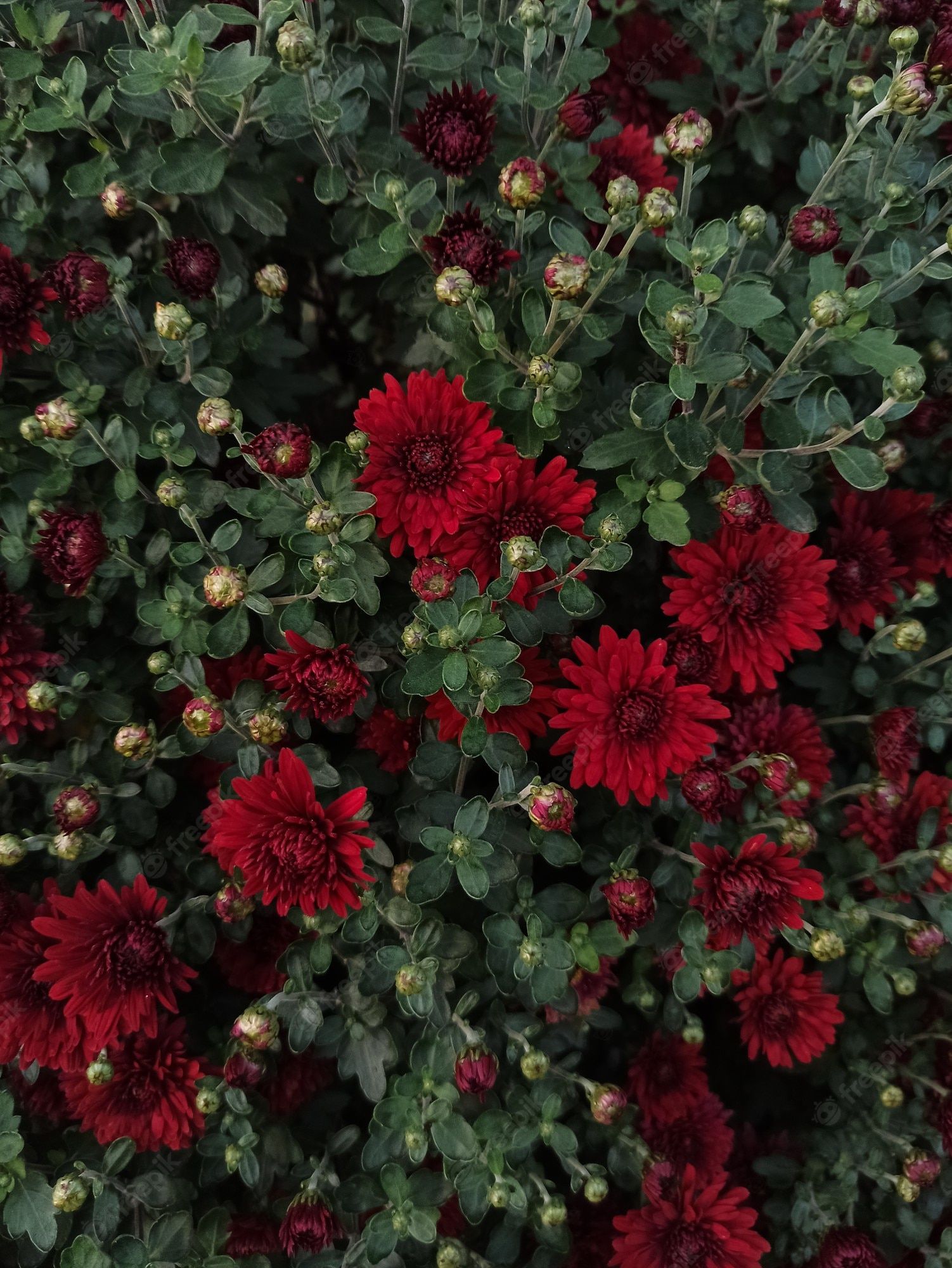 Premium Photo. Bush of dark red chrysanthemum morifolium background beautiful vertical wallpaper fall flowers