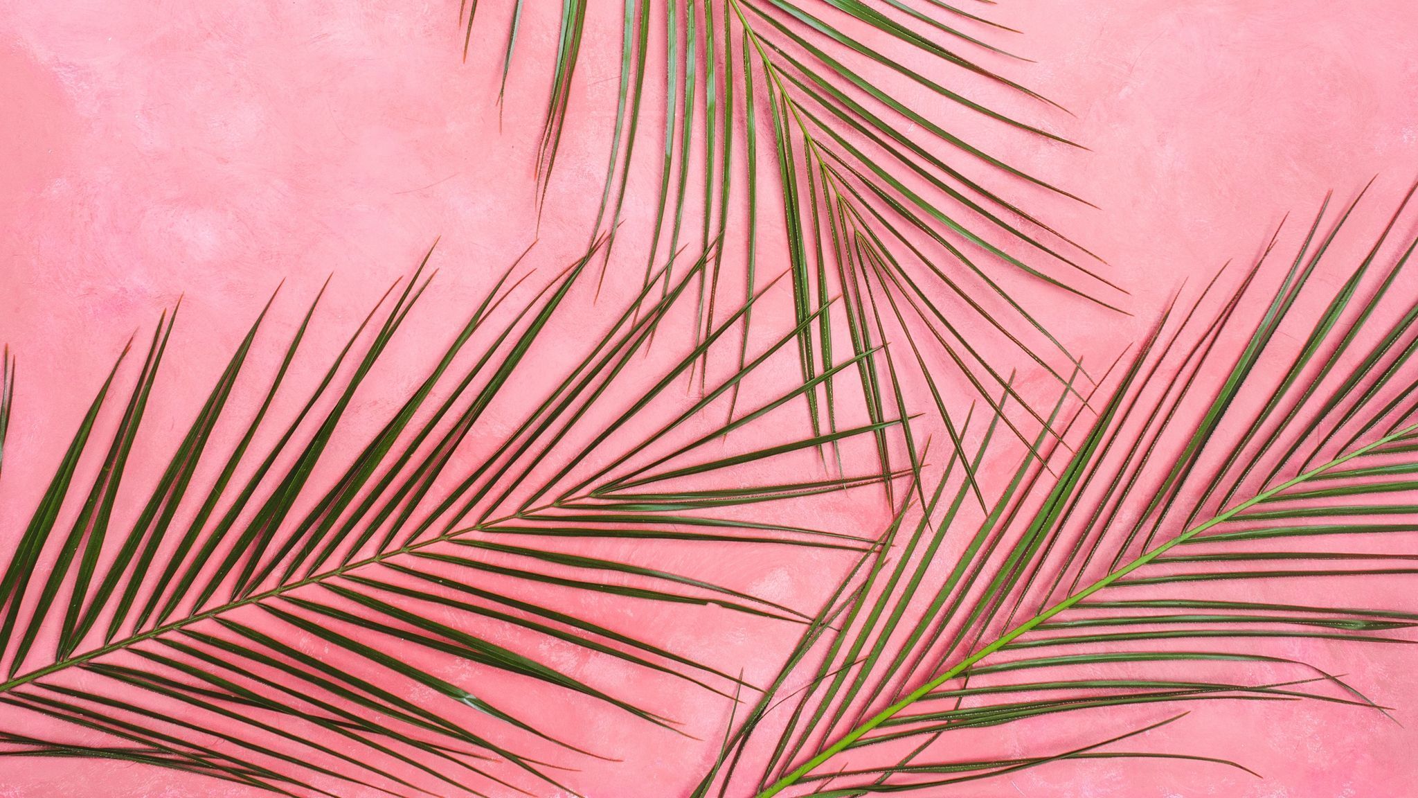 Palm leaves on a pink background - 2048x1152, palm tree