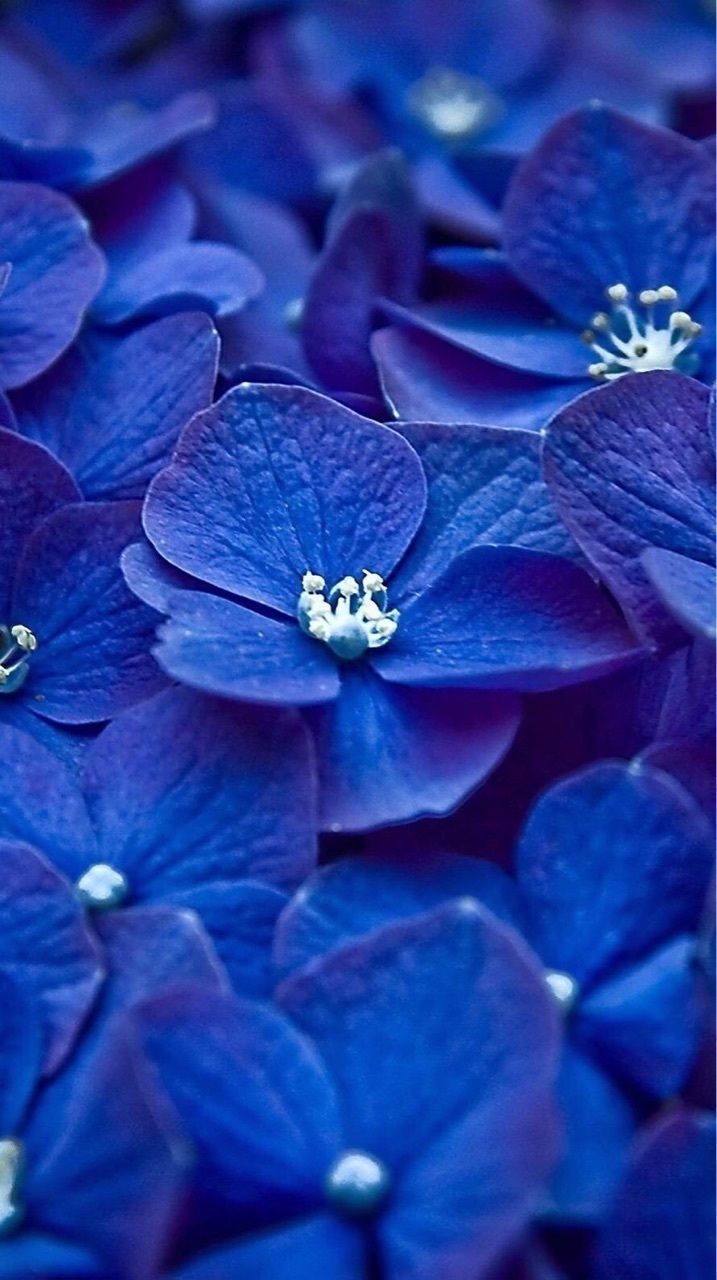 A close up of some blue flowers - Indigo