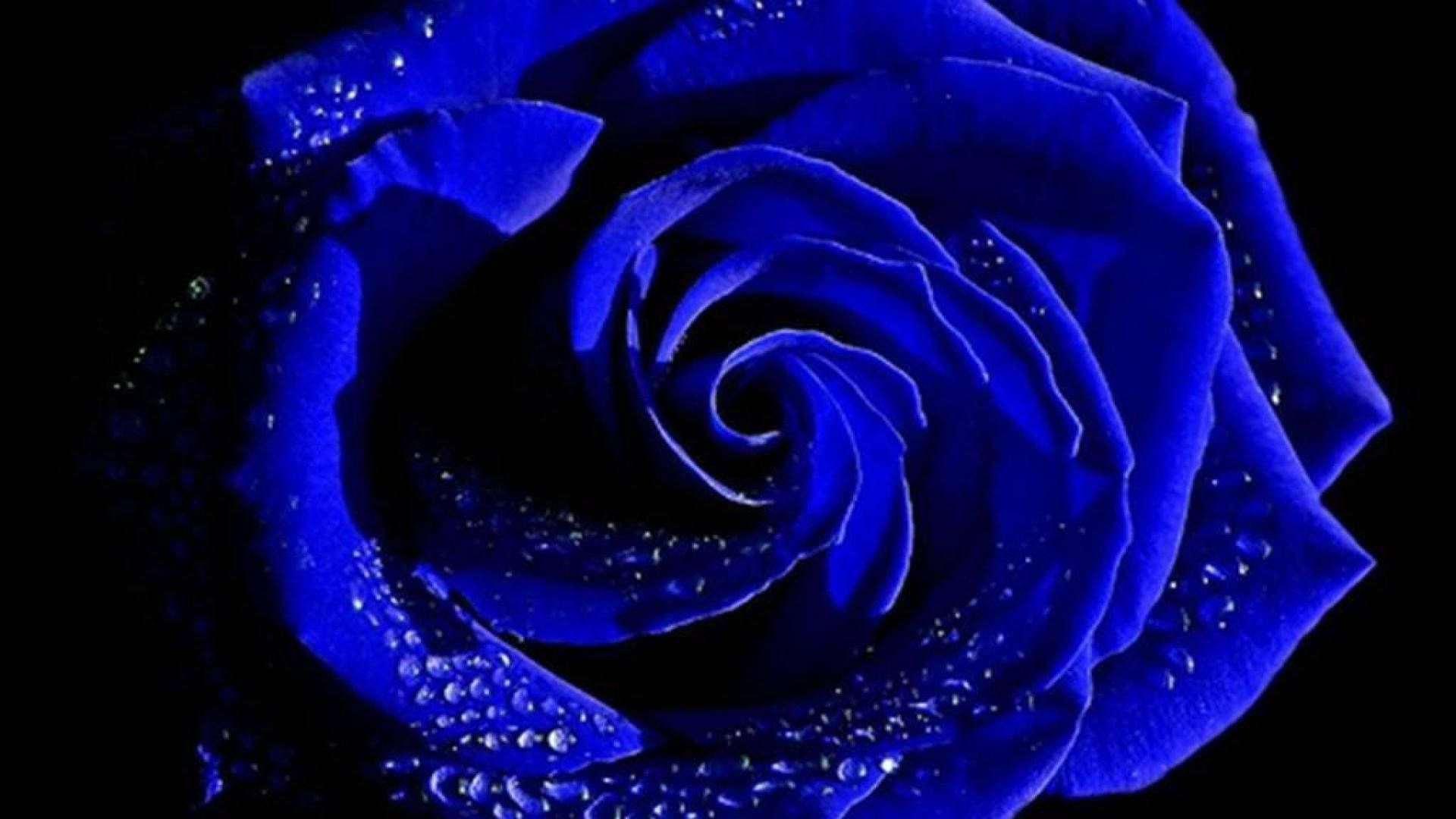 A blue rose with water droplets on it - Indigo