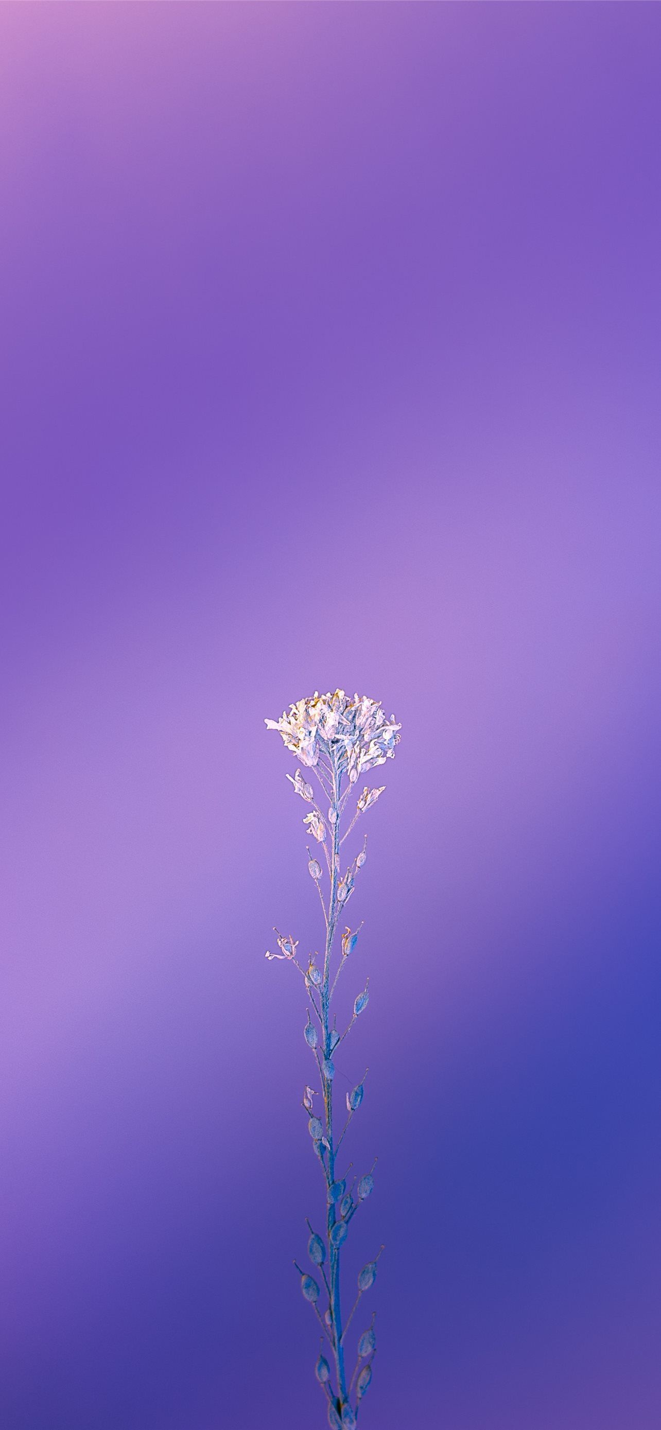 A flower is in the middle of an image - Indigo