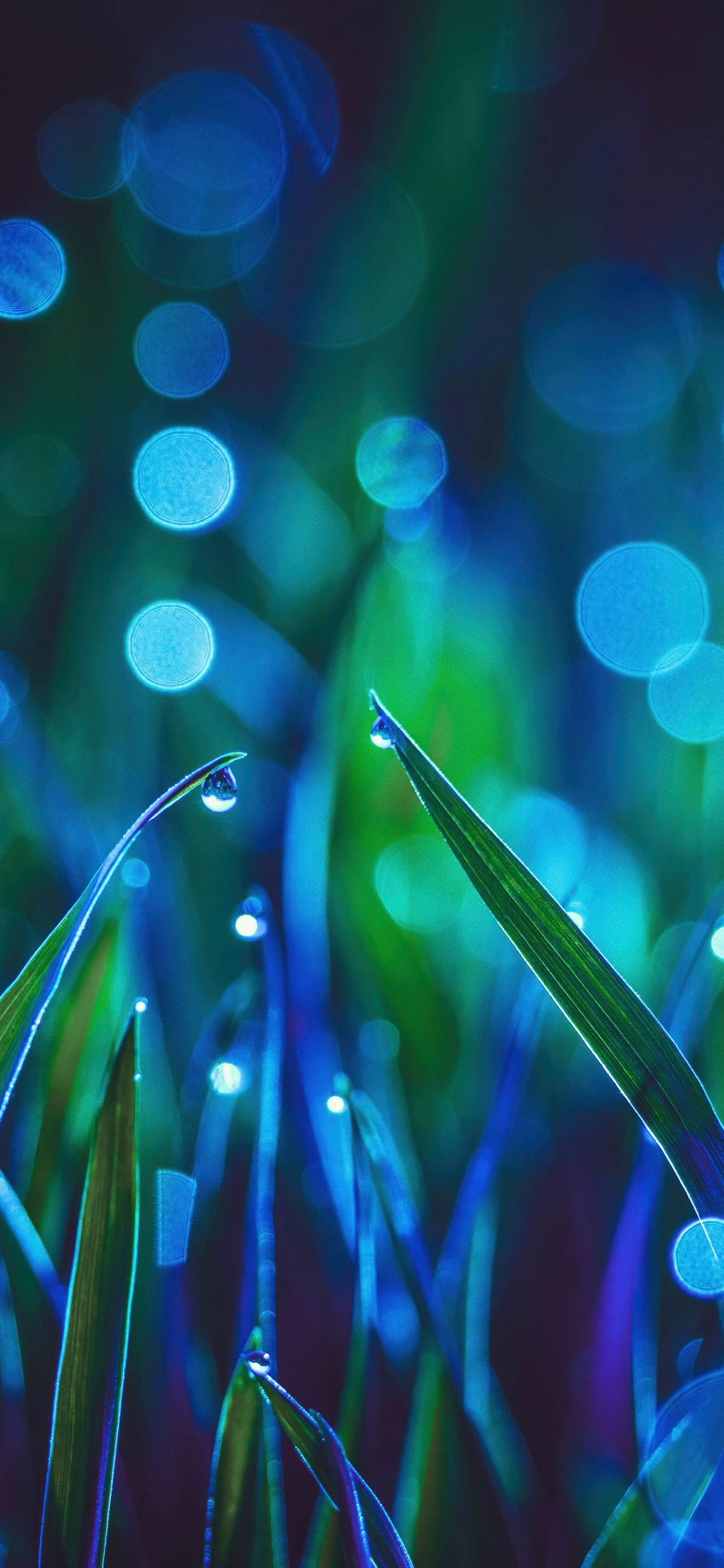 Dewdrops on the grass with a blue bokeh background - Indigo
