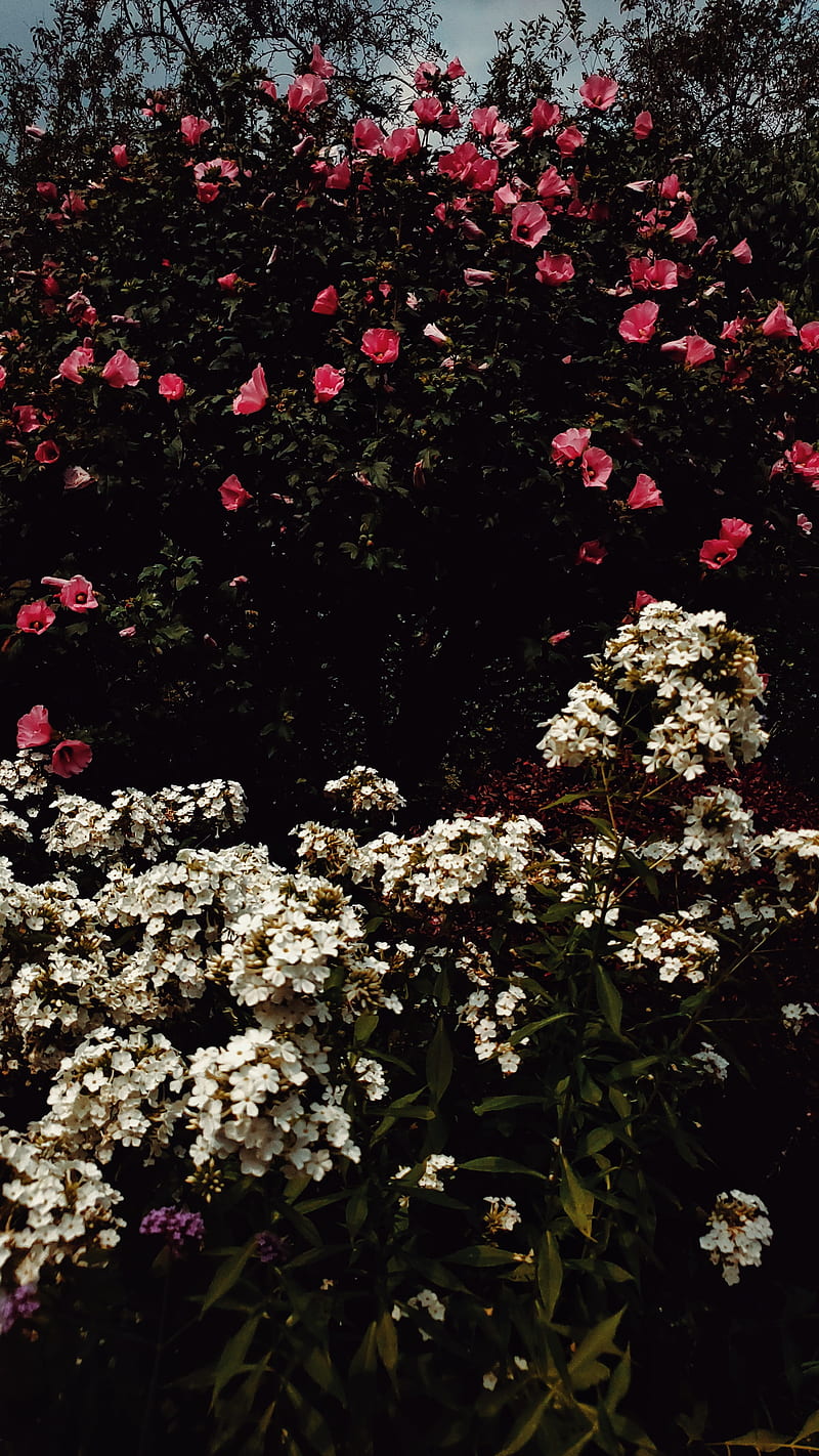 A red fire hydrant in front of some flowers - Spiritual