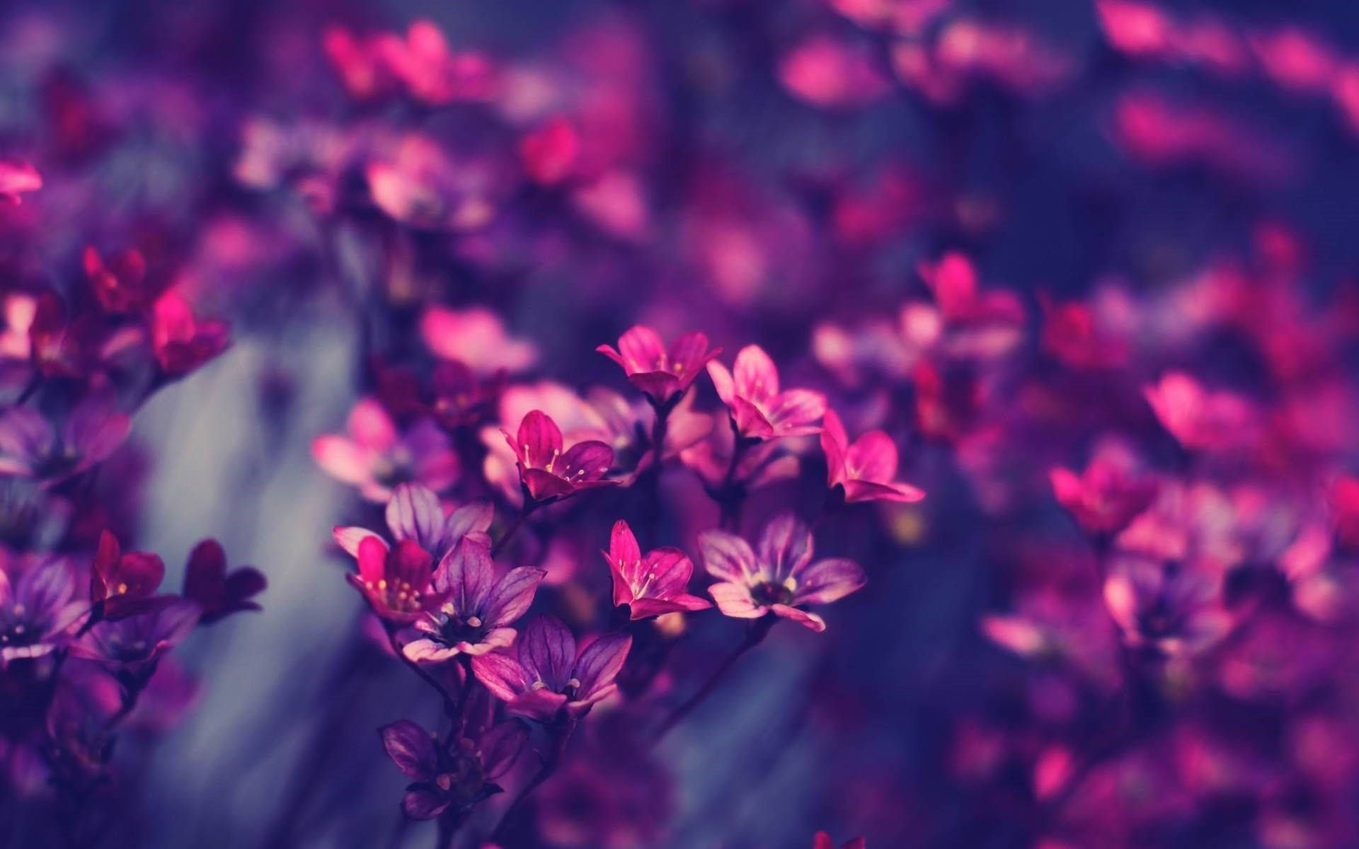 Download Pretty Magenta Flowers Image Wallpaper