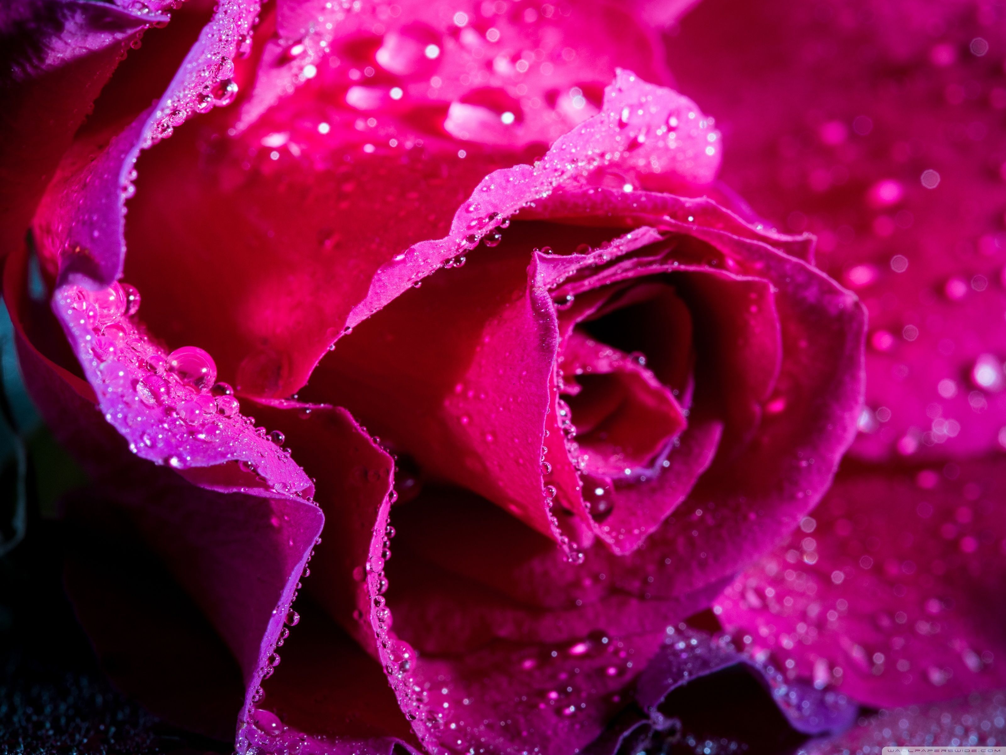 A close up of a pink rose with water droplets on it - Magenta