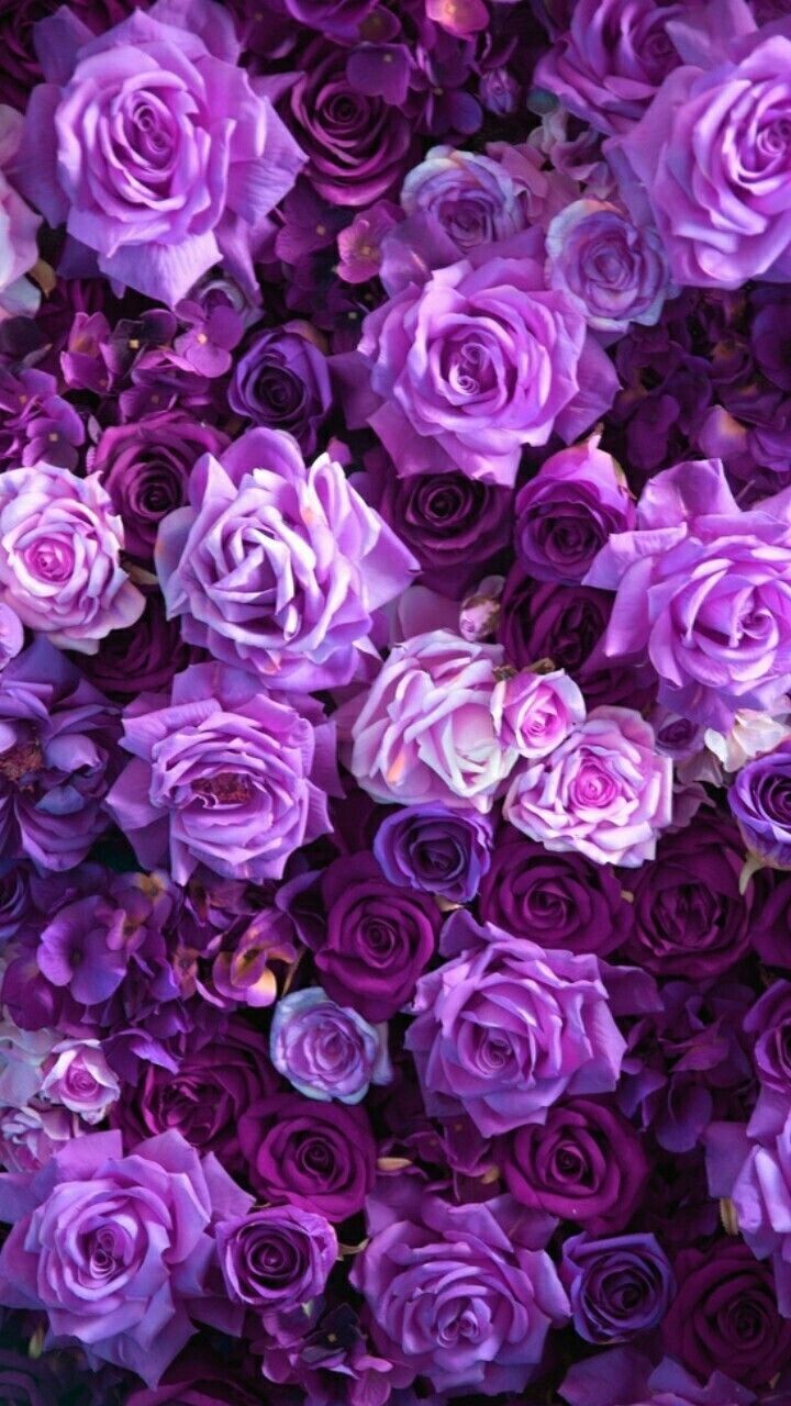 A bunch of purple roses - Garden, magenta