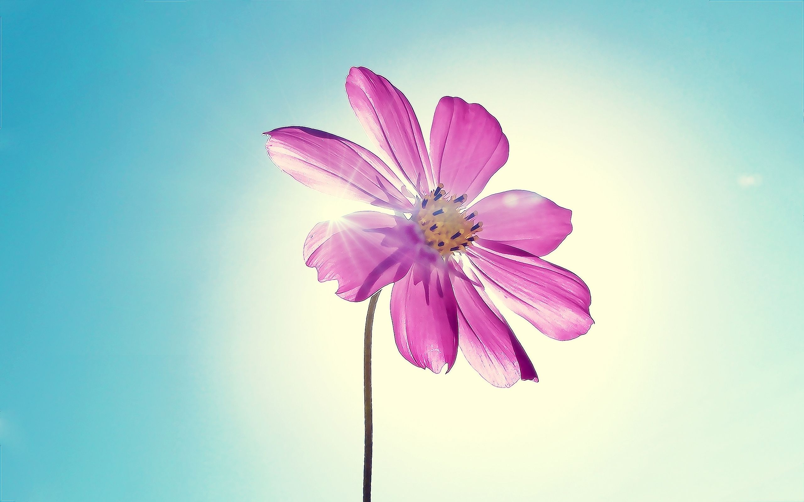 A pink flower with a blue sky in the background - Magenta