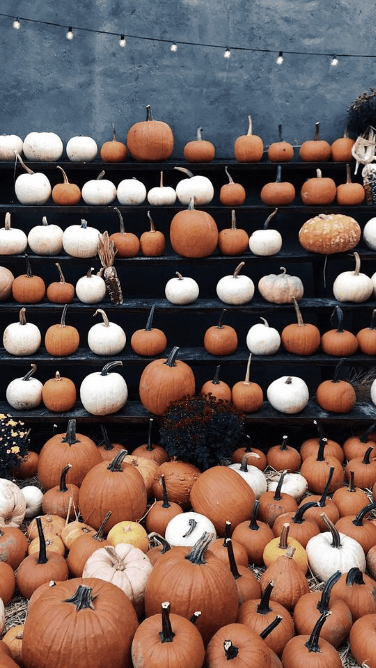 A large number of pumpkins are displayed - Fall, fall iPhone
