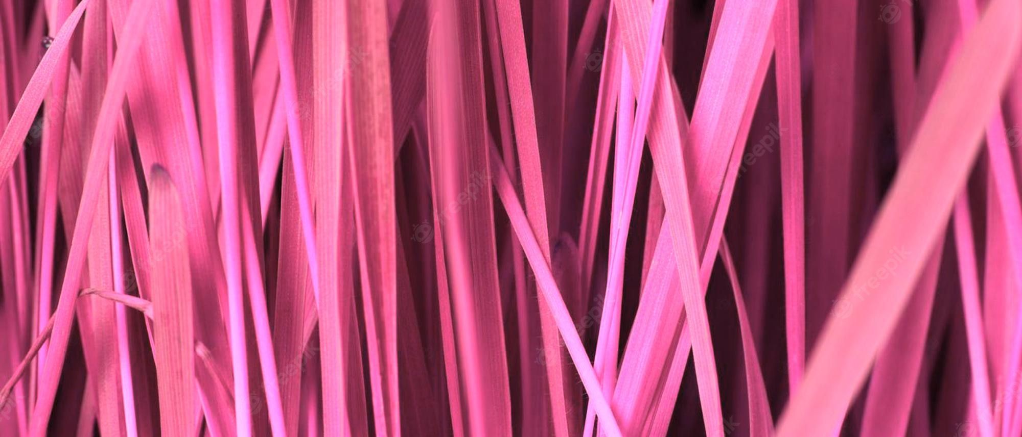 A close up of pink grass with the color enhanced. - Magenta, trippy