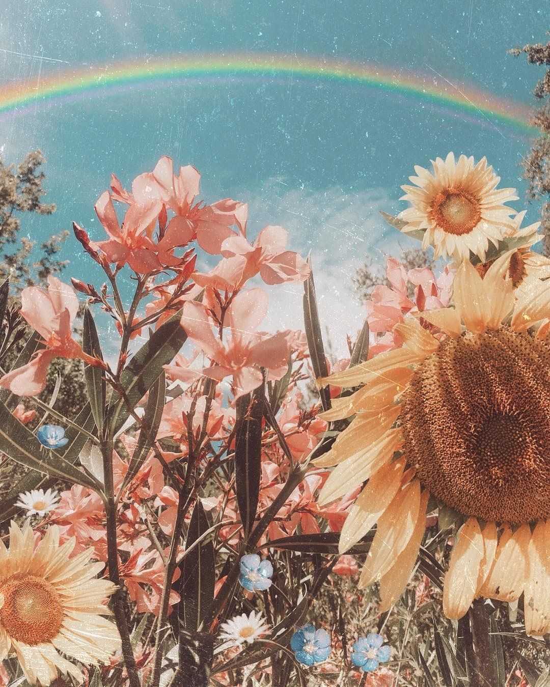 A sunflower field with rainbow in the sky - Boho