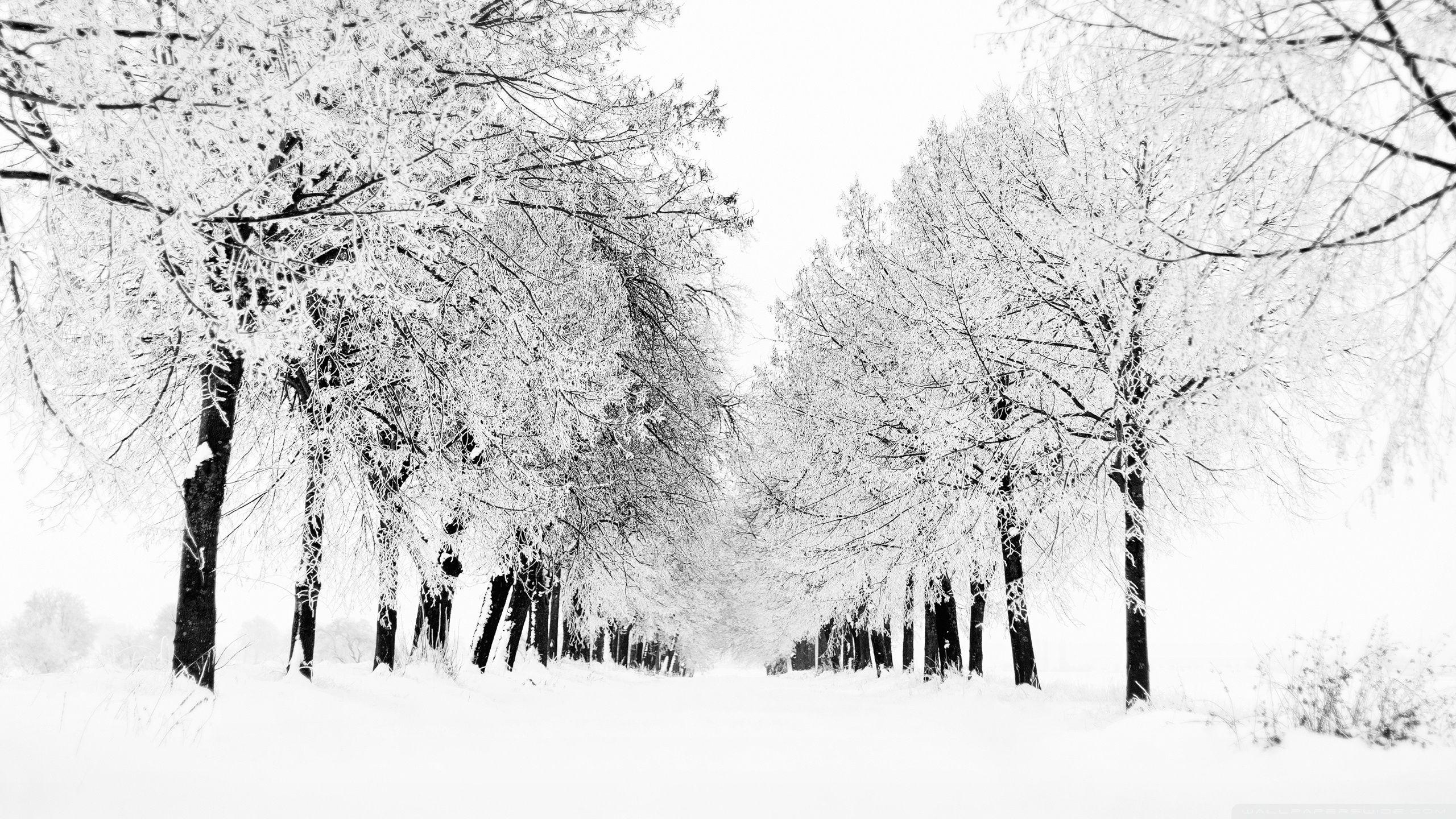 Black and white photo of a snowy path lined with trees - Winter