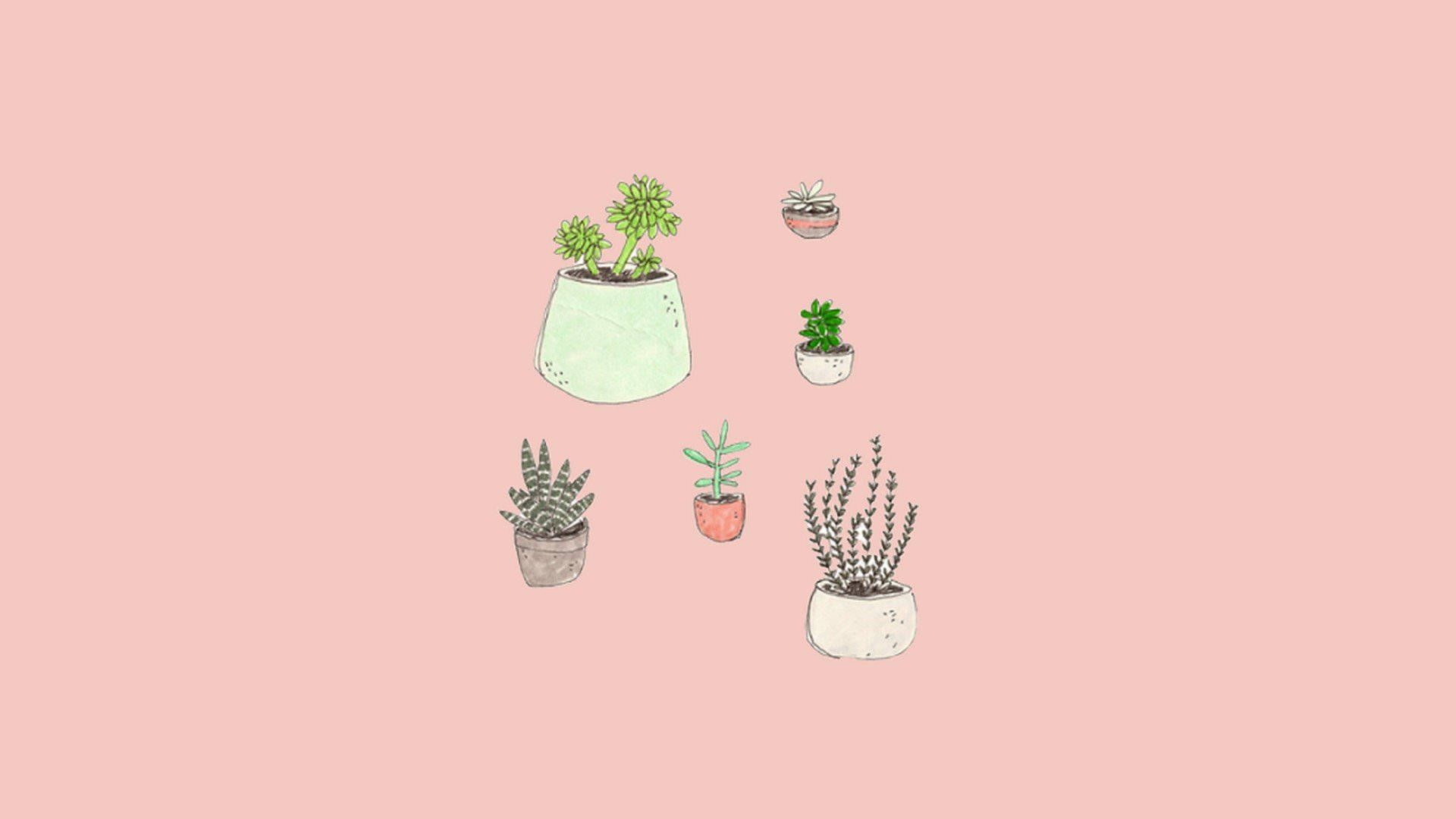 A collection of potted plants on a pink background - Cute