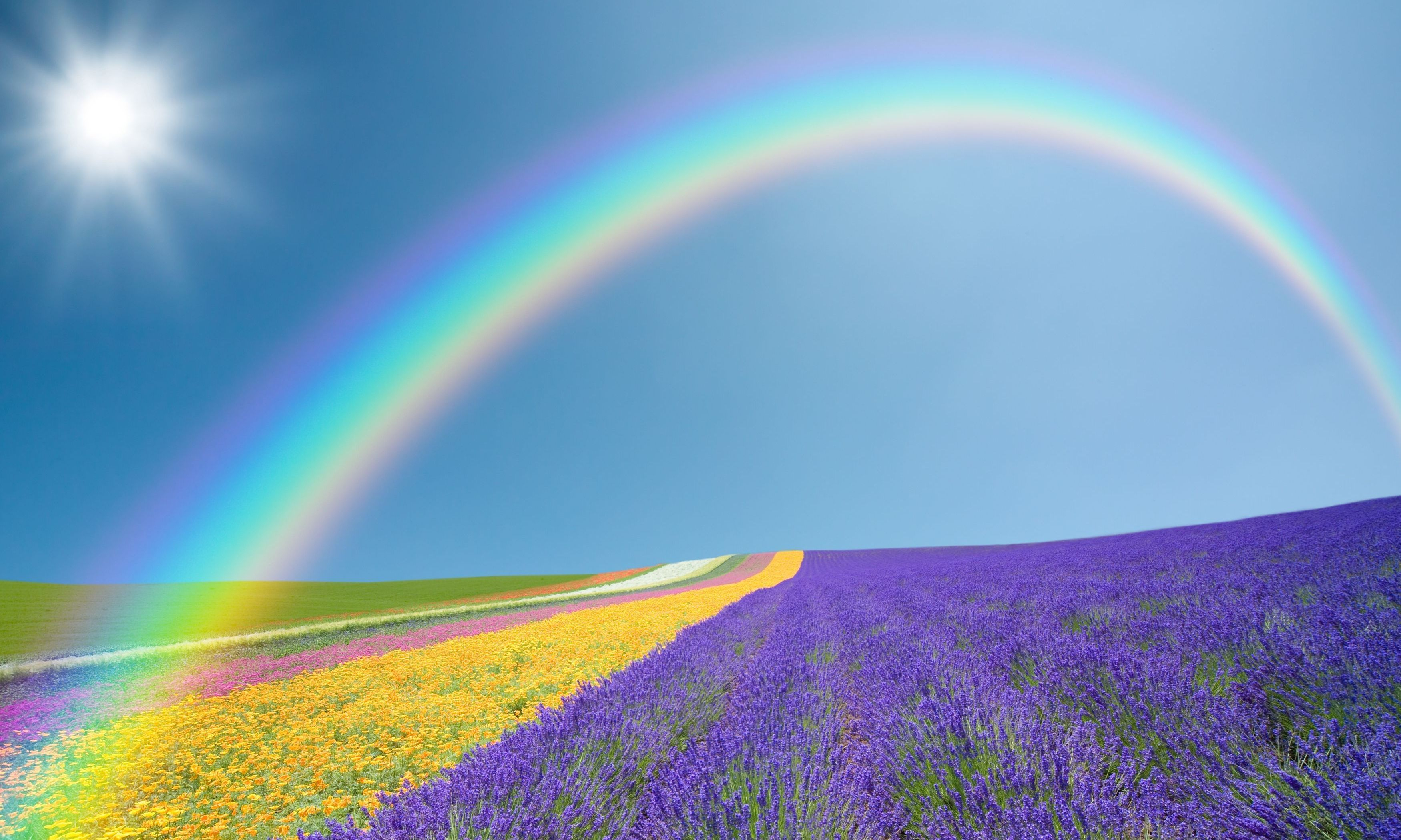 A rainbow over a field of lavender and yellow flowers - Spring, rainbows