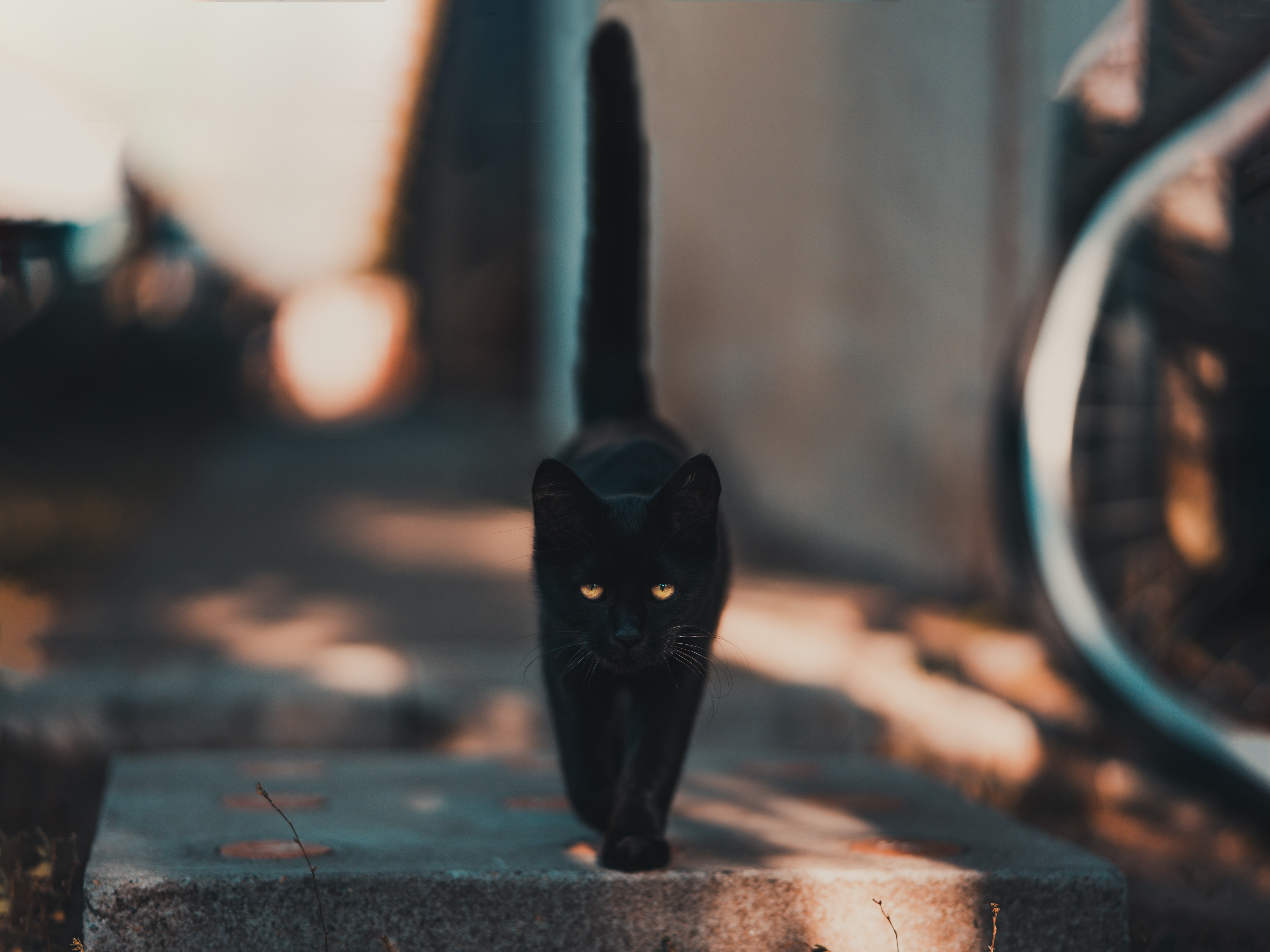 A black cat with yellow eyes walking on a sidewalk. - Cat
