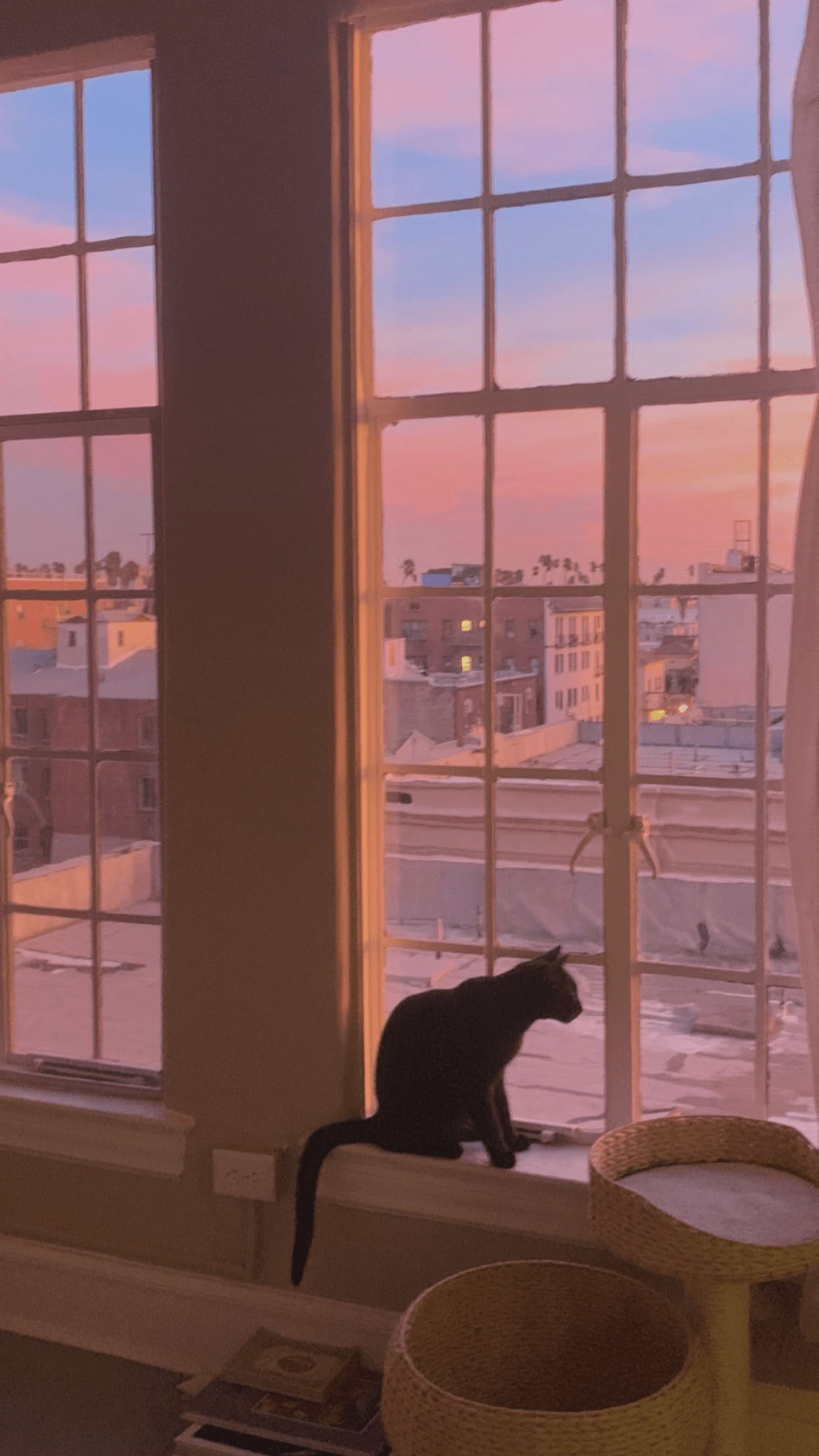 A cat sitting on the window sill of an open bay windows - Cat