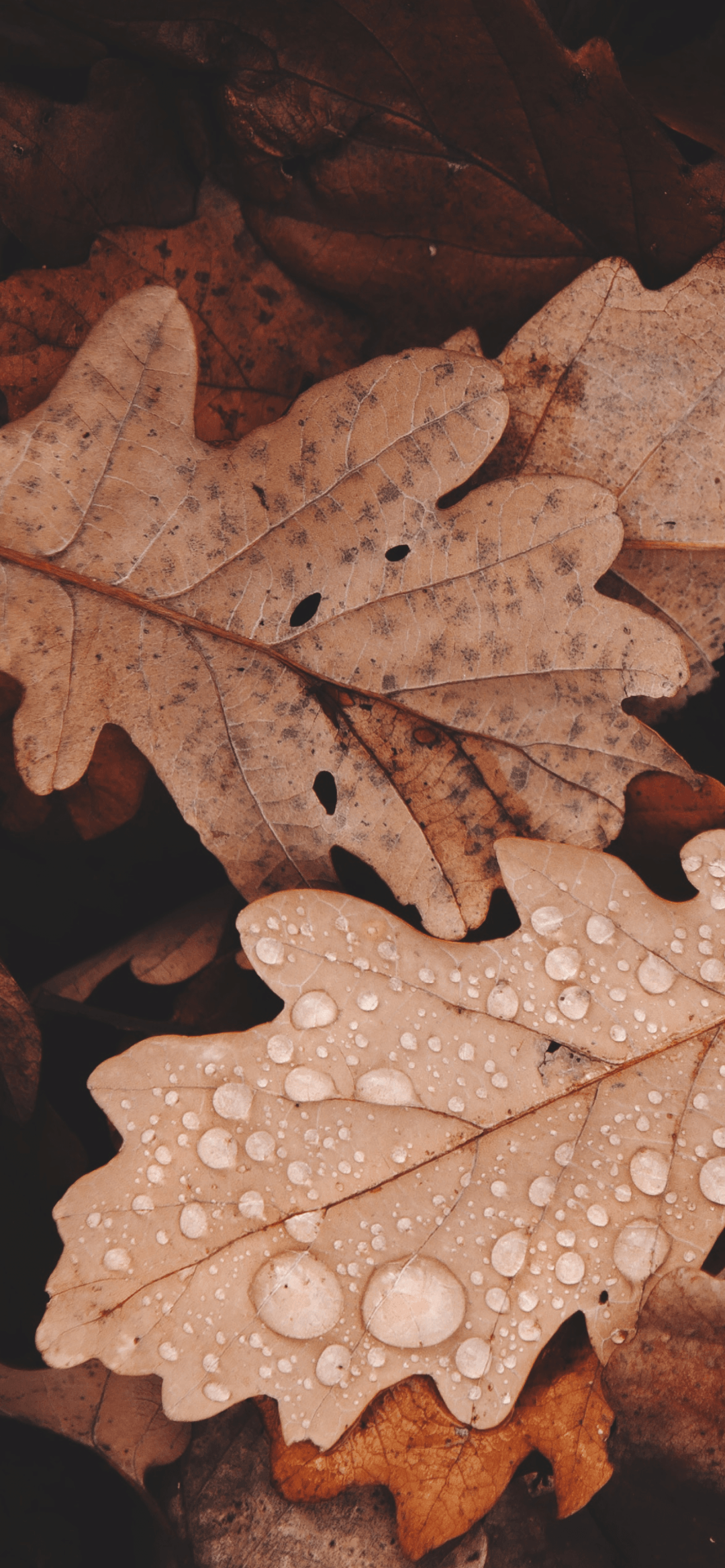 A collection of brown leaves with water droplets on them. - Light brown, leaves, brown