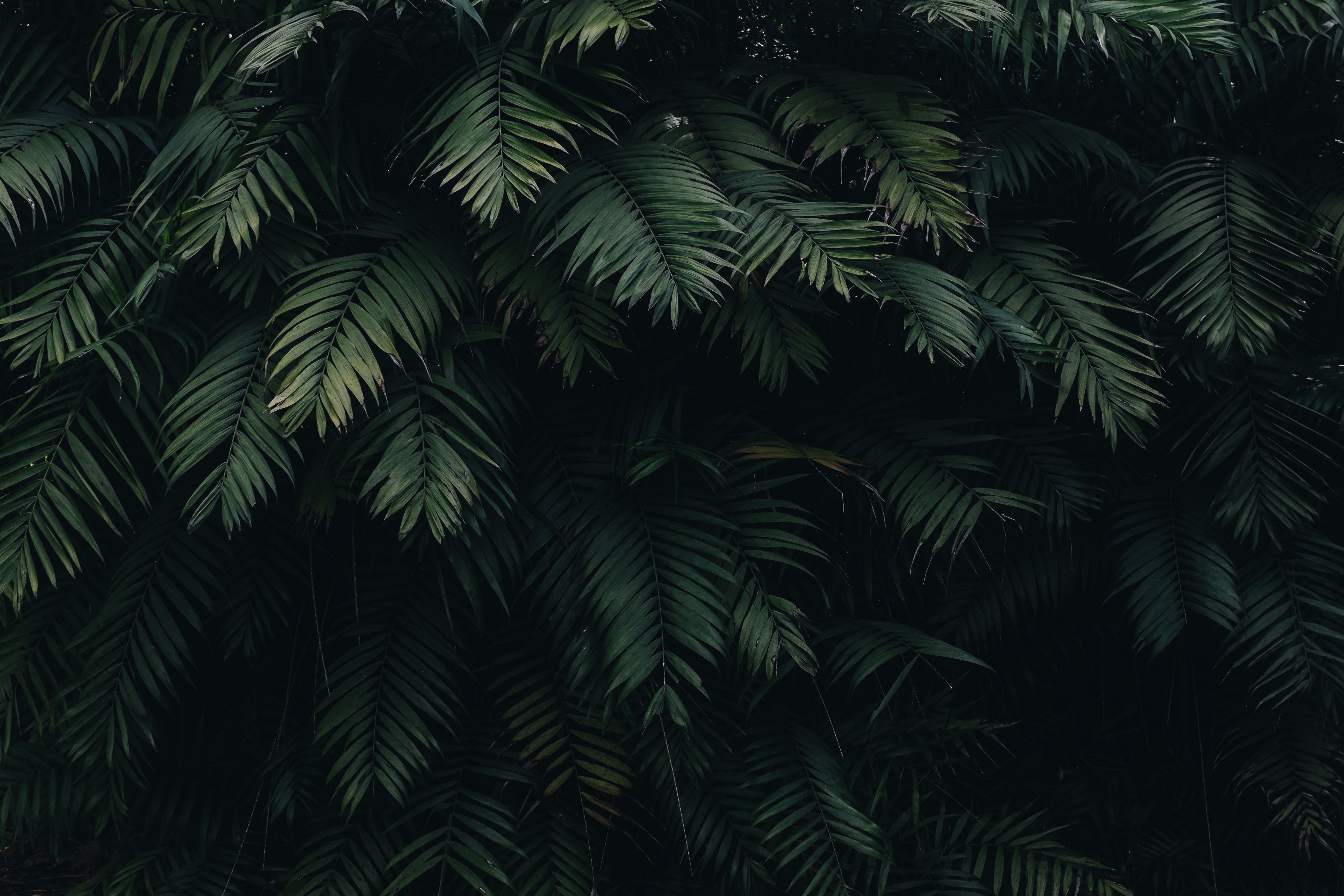 A photo of a dense patch of palm leaves. - Leaves
