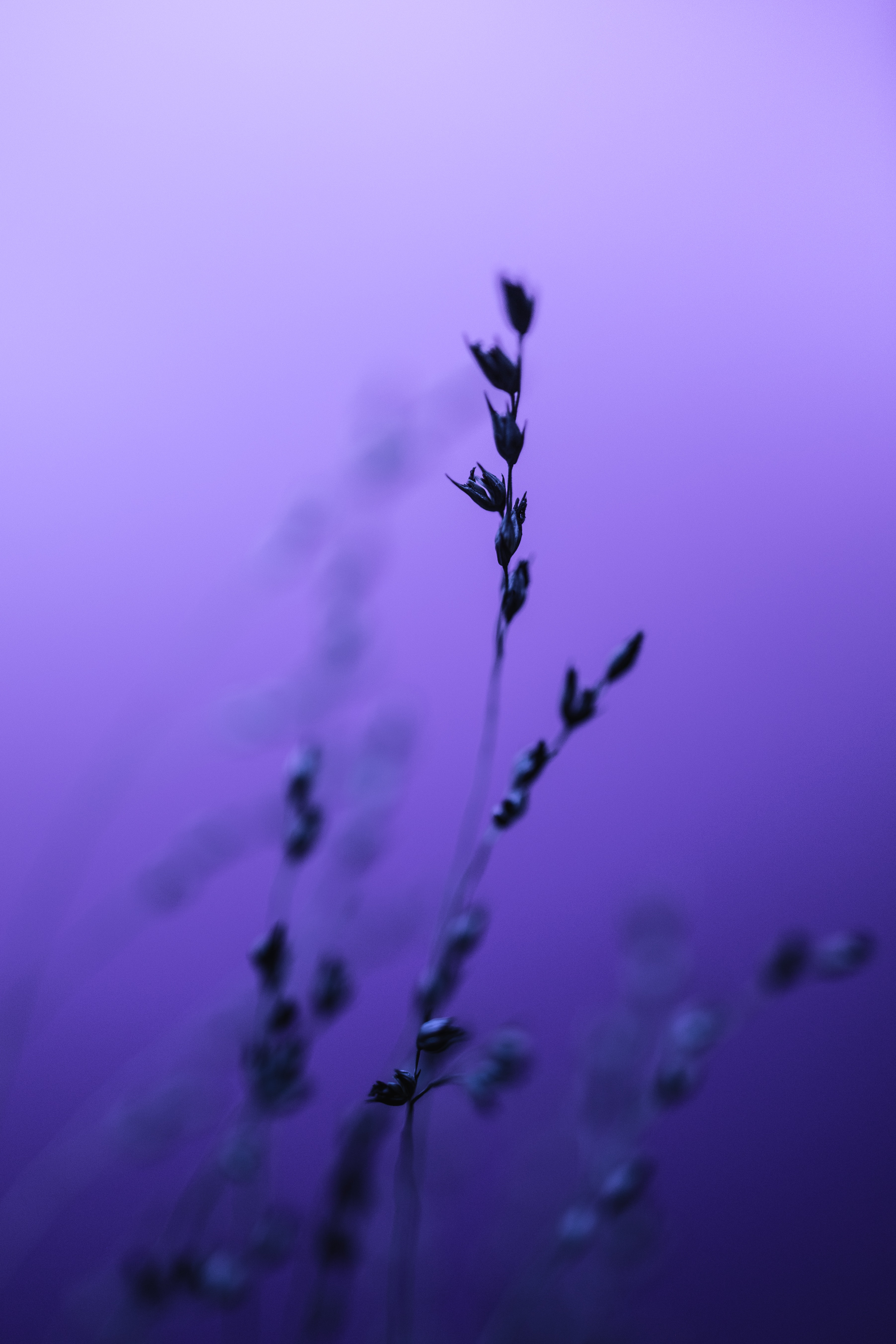 Blurry Photo of a Plant · Free