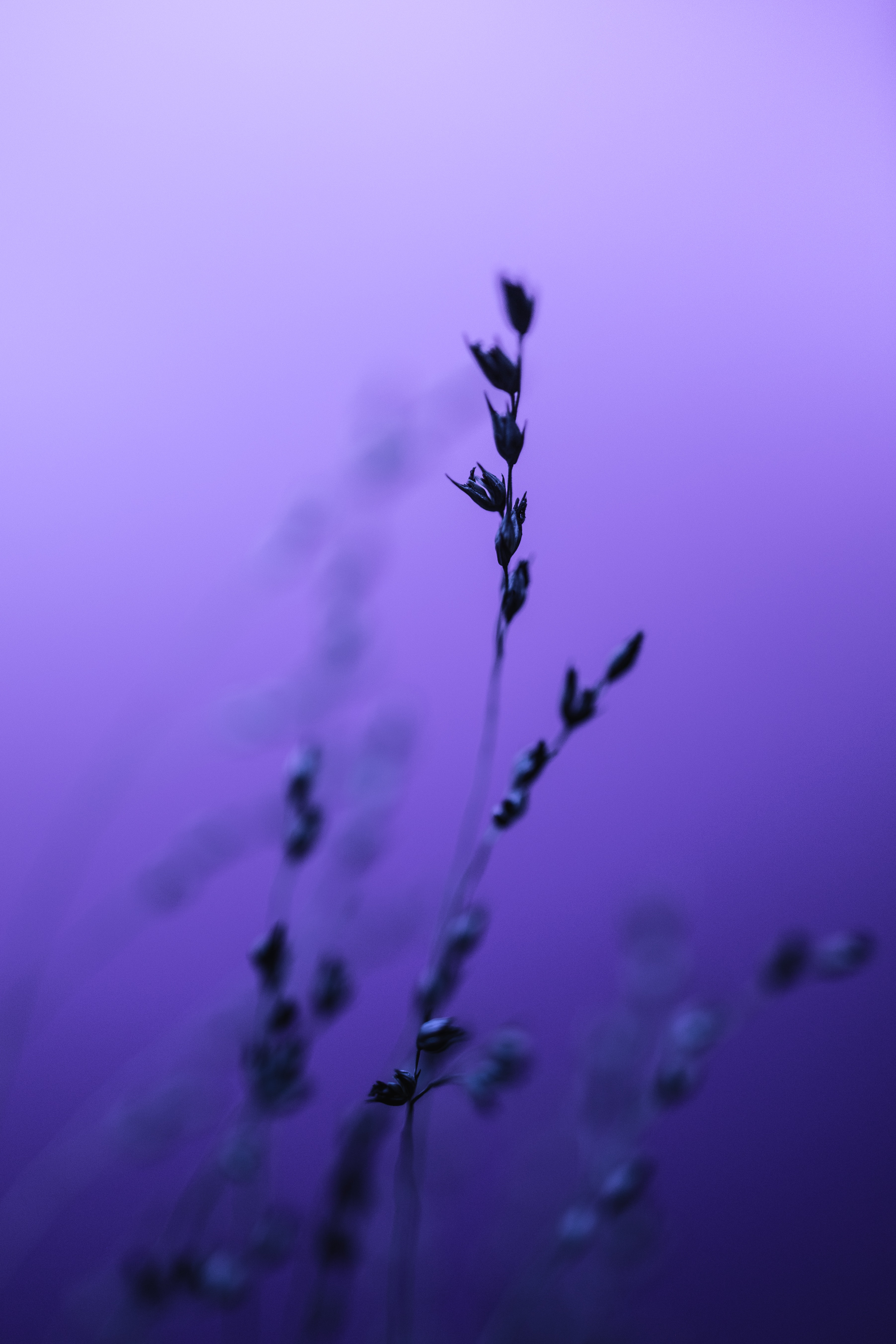 A purple background with some plants in the foreground - Blurry