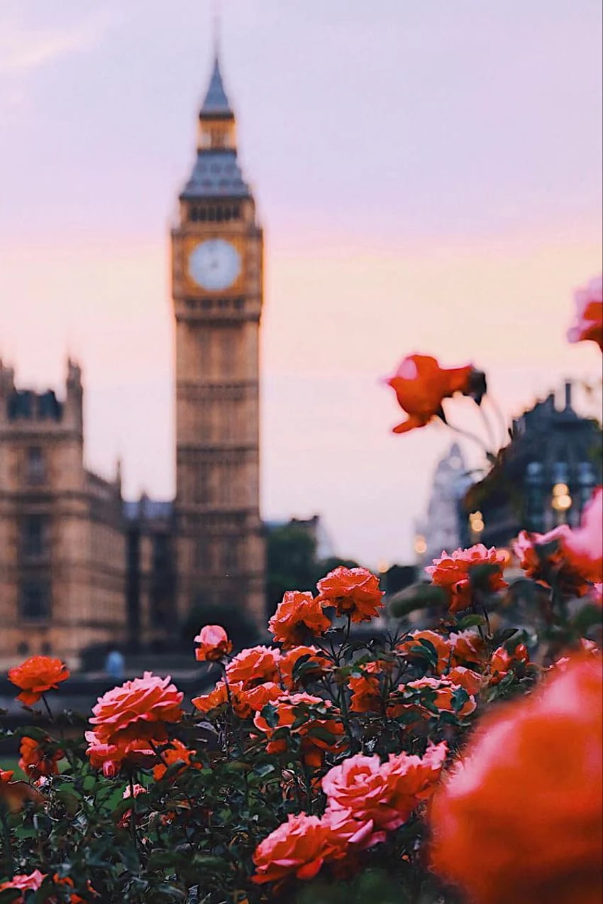 A clock tower and flowers in the foreground - Beautiful