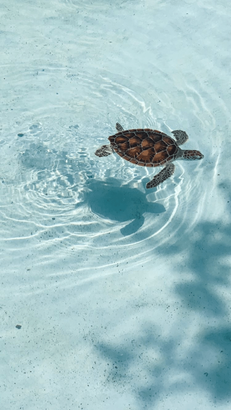 A baby turtle swimming in a pool - Sea turtle, turtle