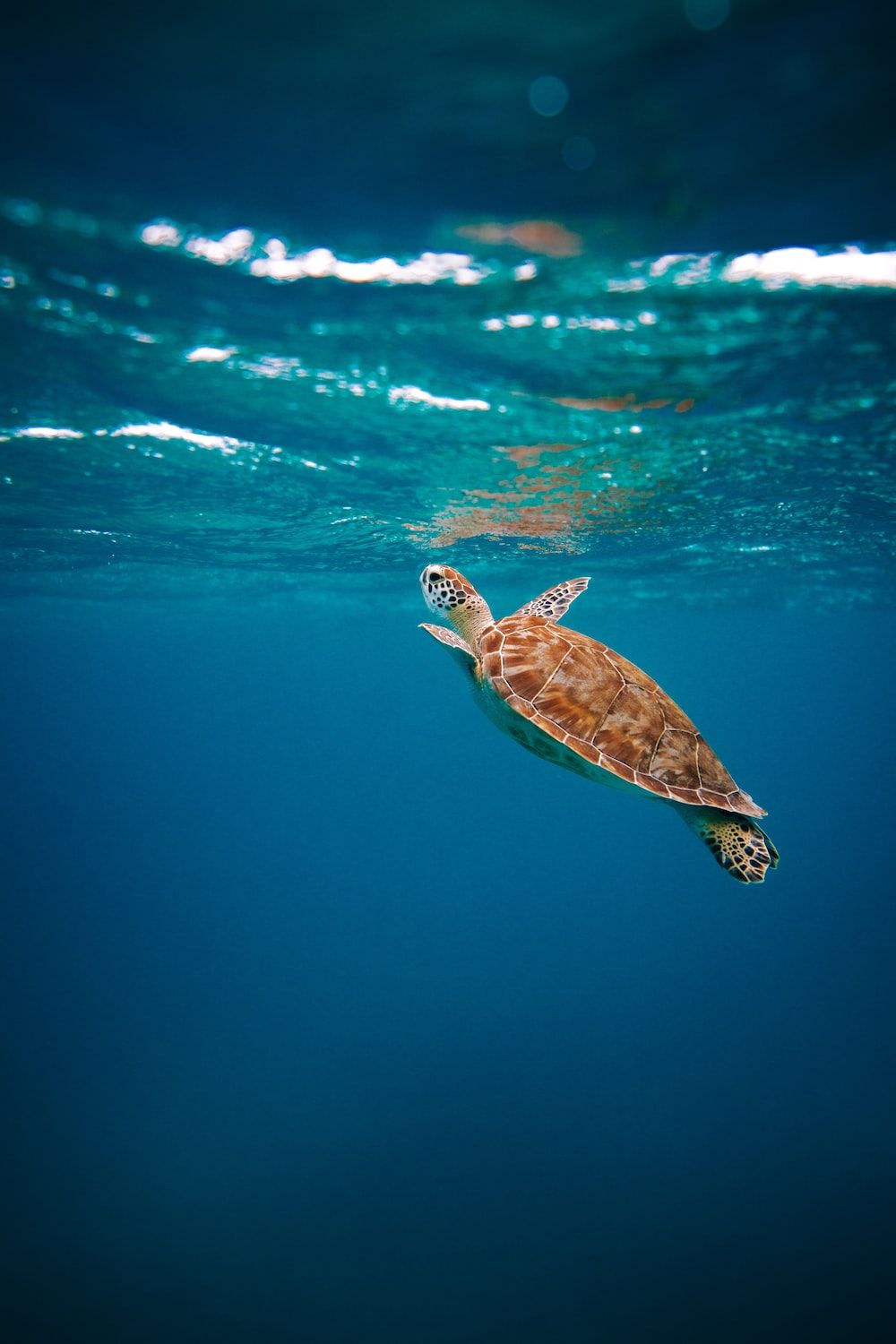 A turtle swimming in the ocean - Sea turtle, turtle, underwater