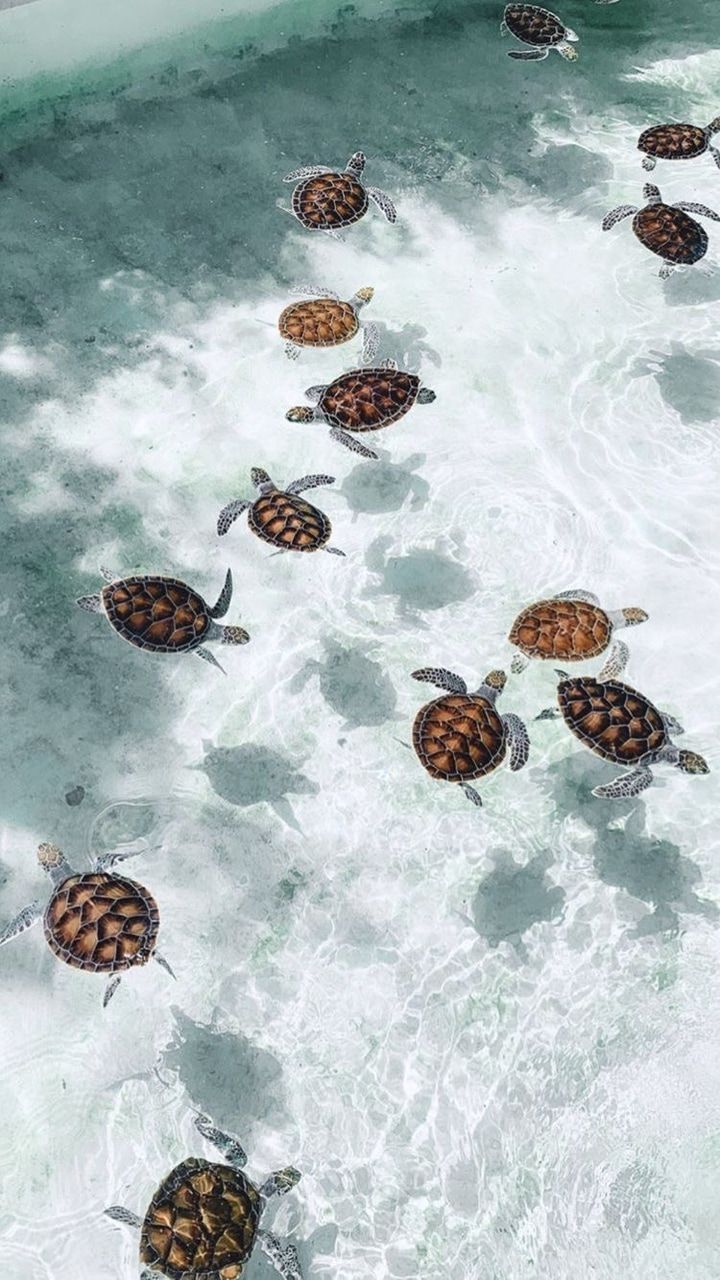 Image discovered by мιdиιgнт Dяєαмєя. Find image and videos about sea turtle. Cute wallpaper background, Beach wall collage, Animal wallpaper