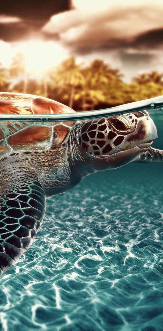 A turtle swimming in the ocean - Sea turtle, turtle, underwater