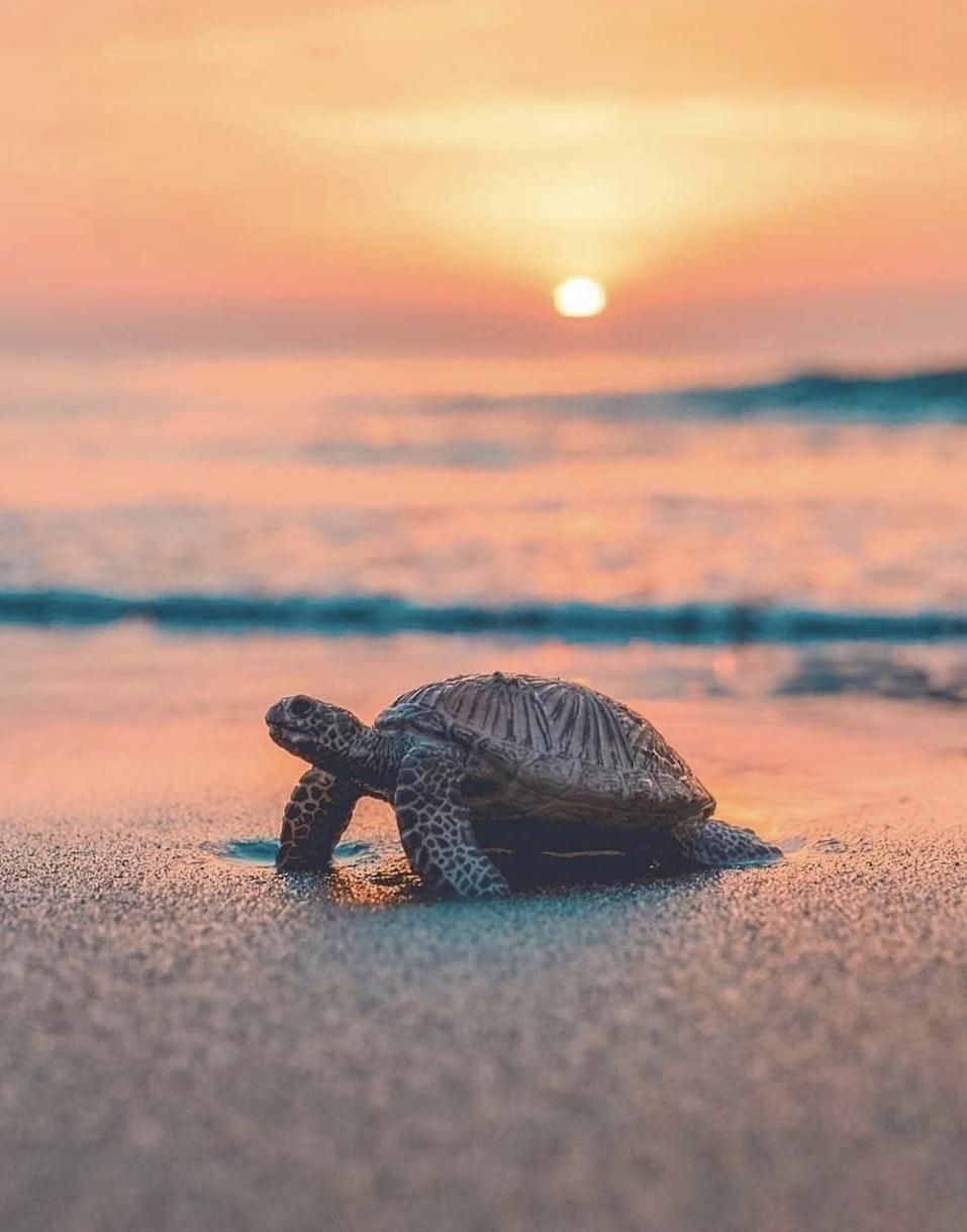 A baby turtle crawling on the beach with the sun setting in the background - Turtle, sea turtle